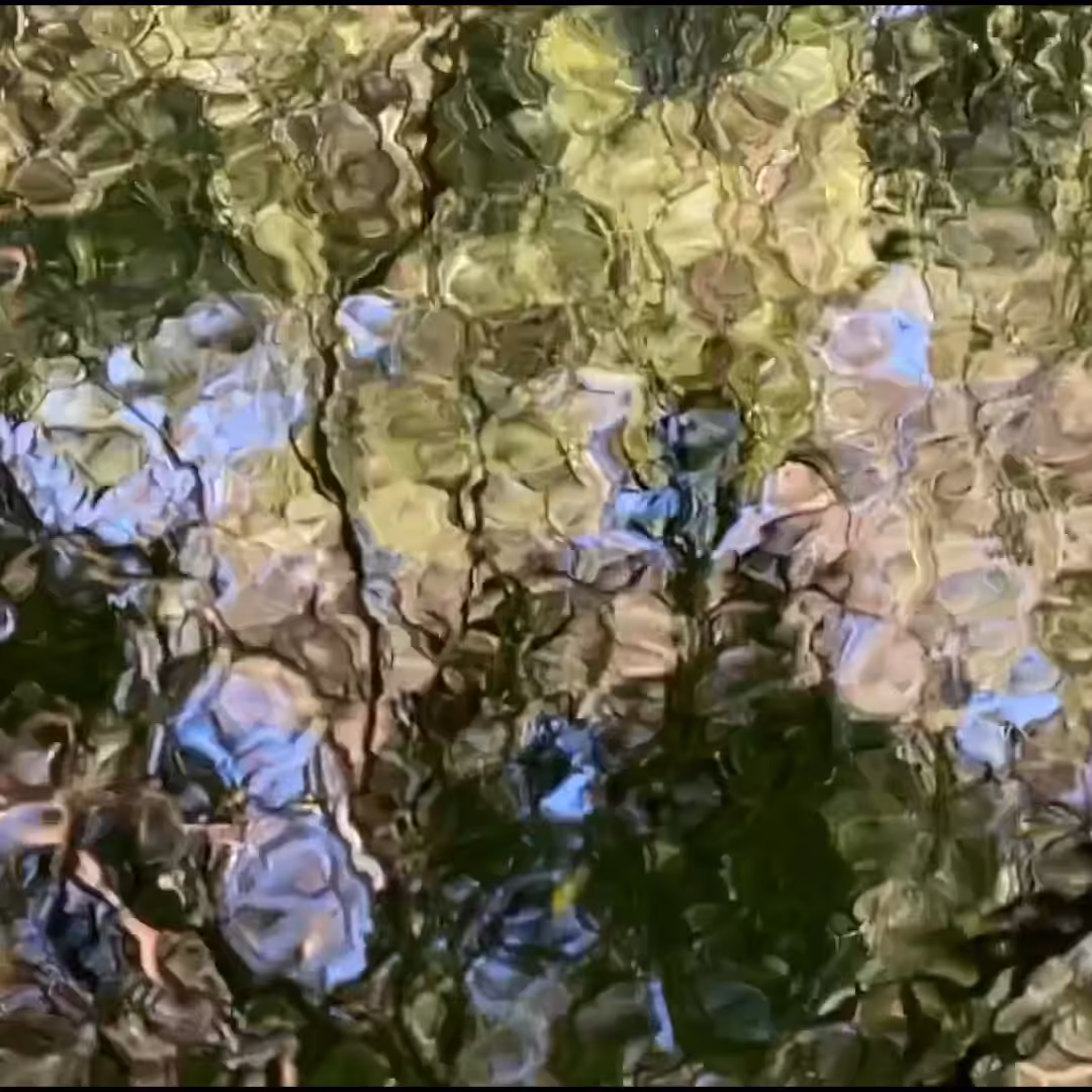 Water, Forest, Pond, Freeway. No Lilies