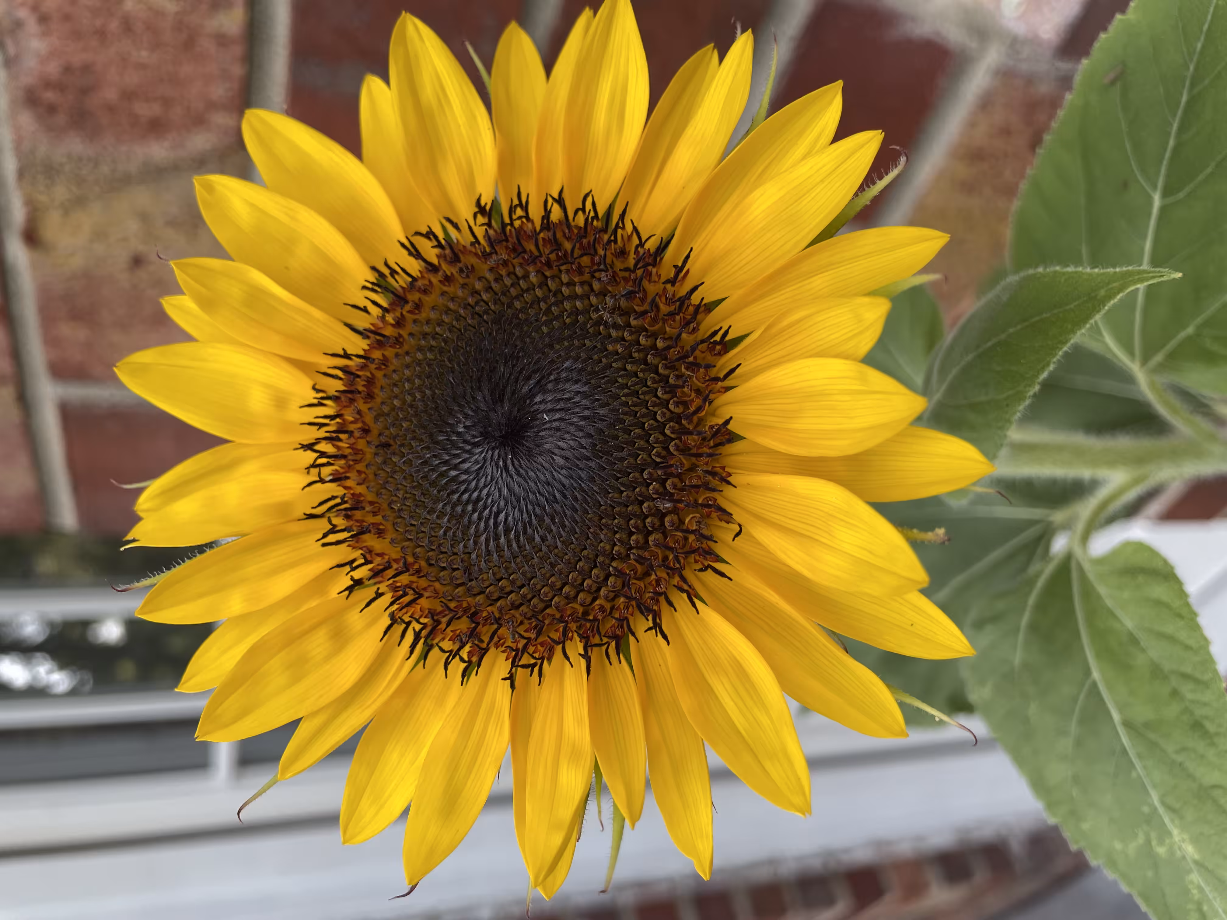 You are my sunshine 
