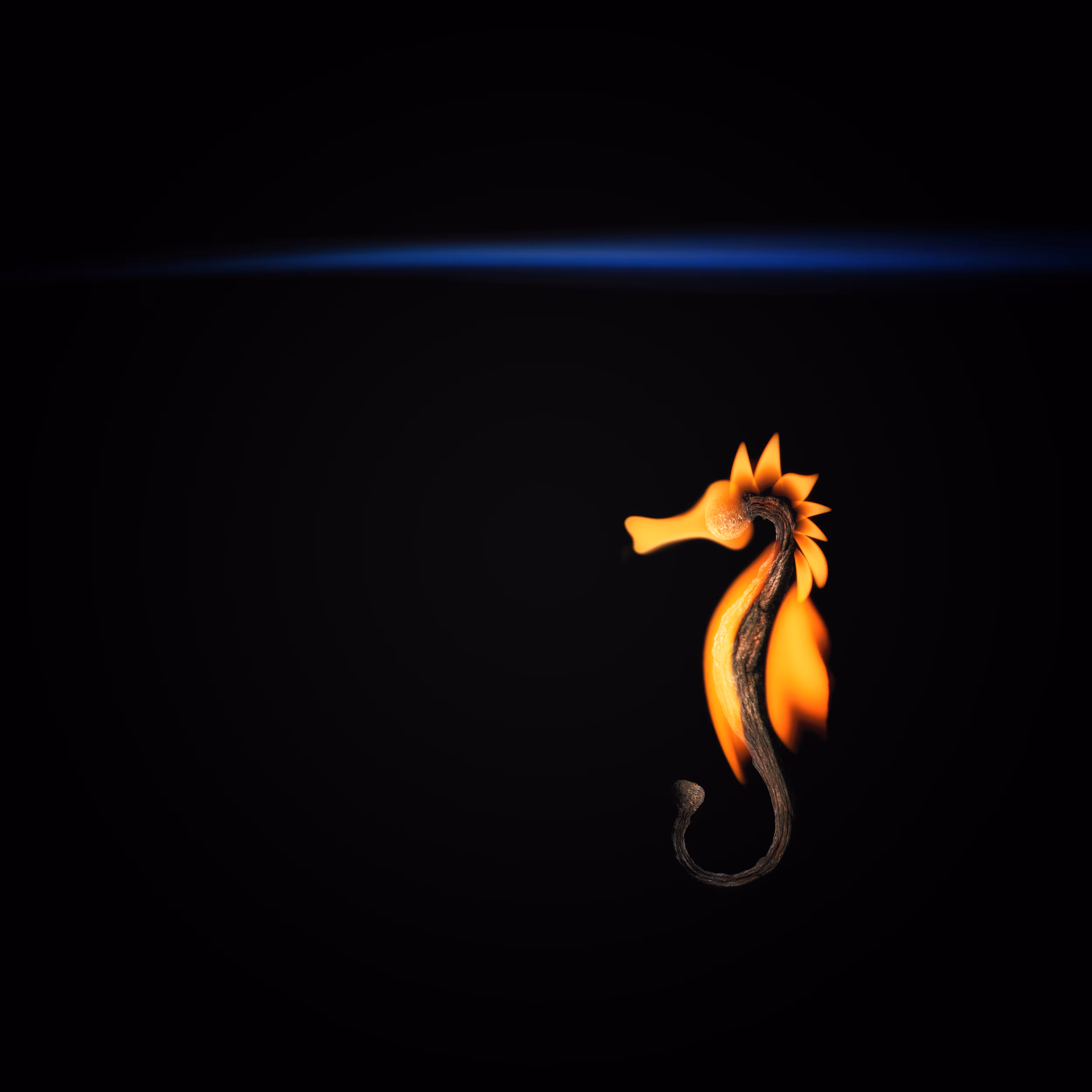 #44 - Seahorse