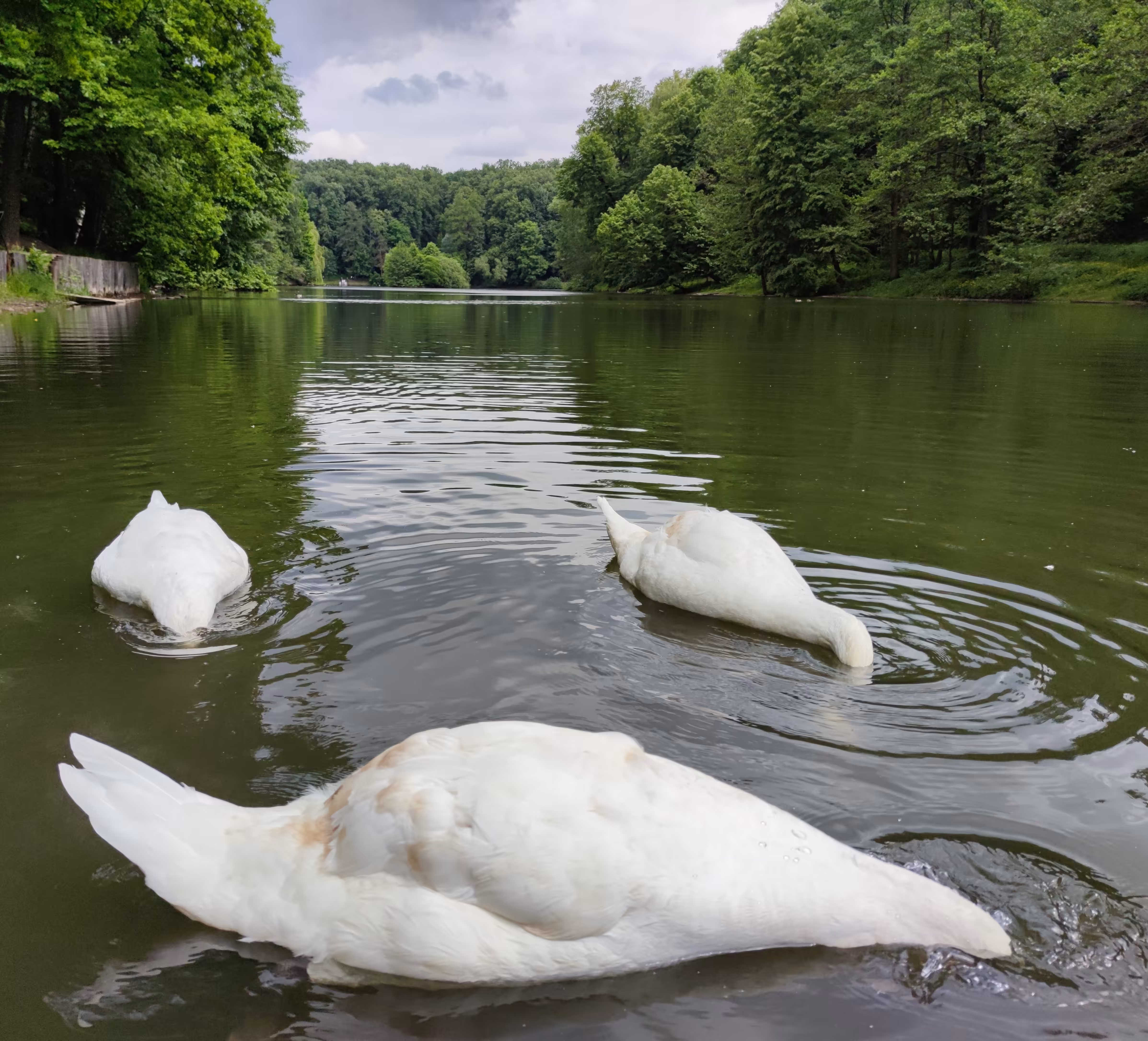 Swan Lake. Guillotine.