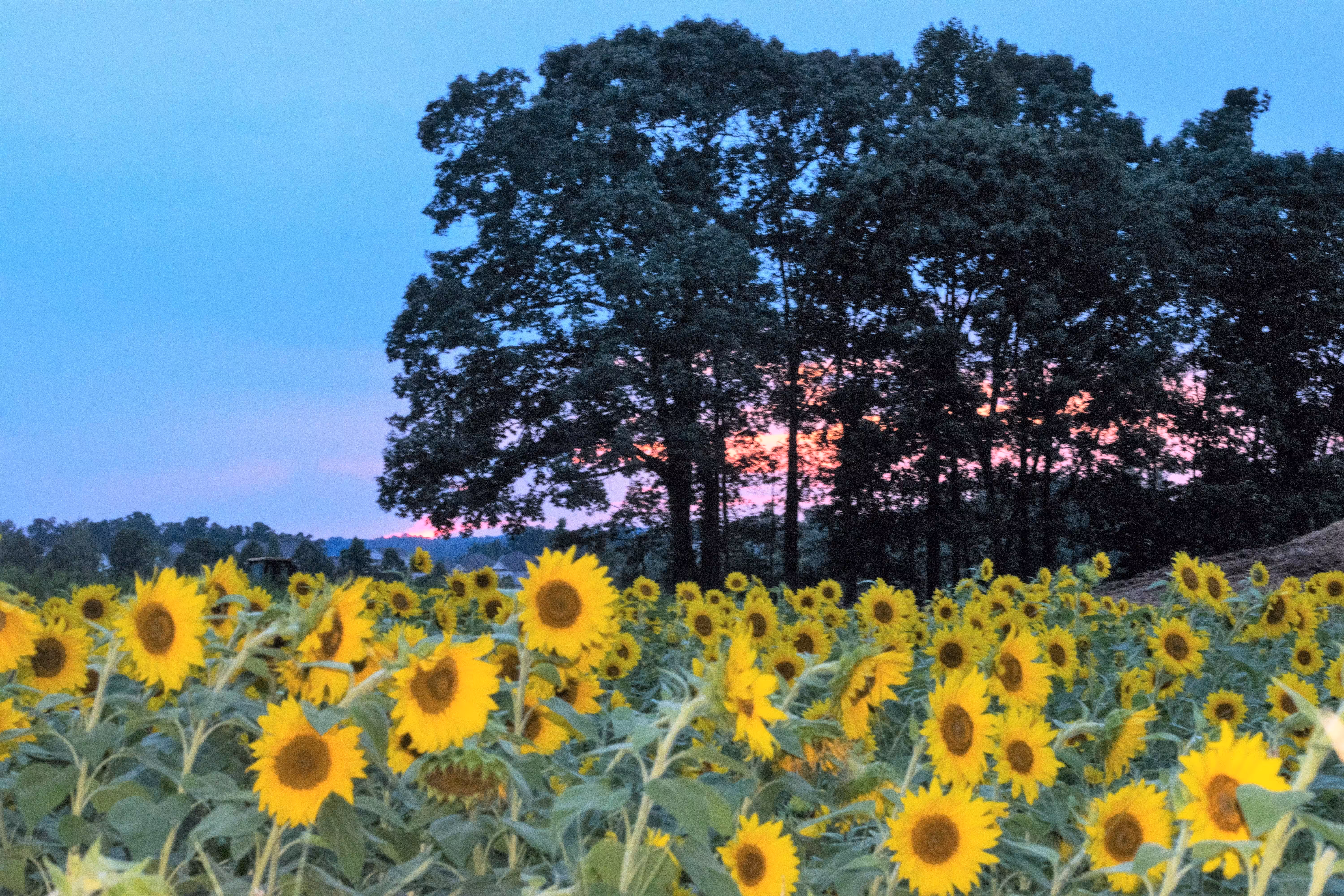 Field of Dreams