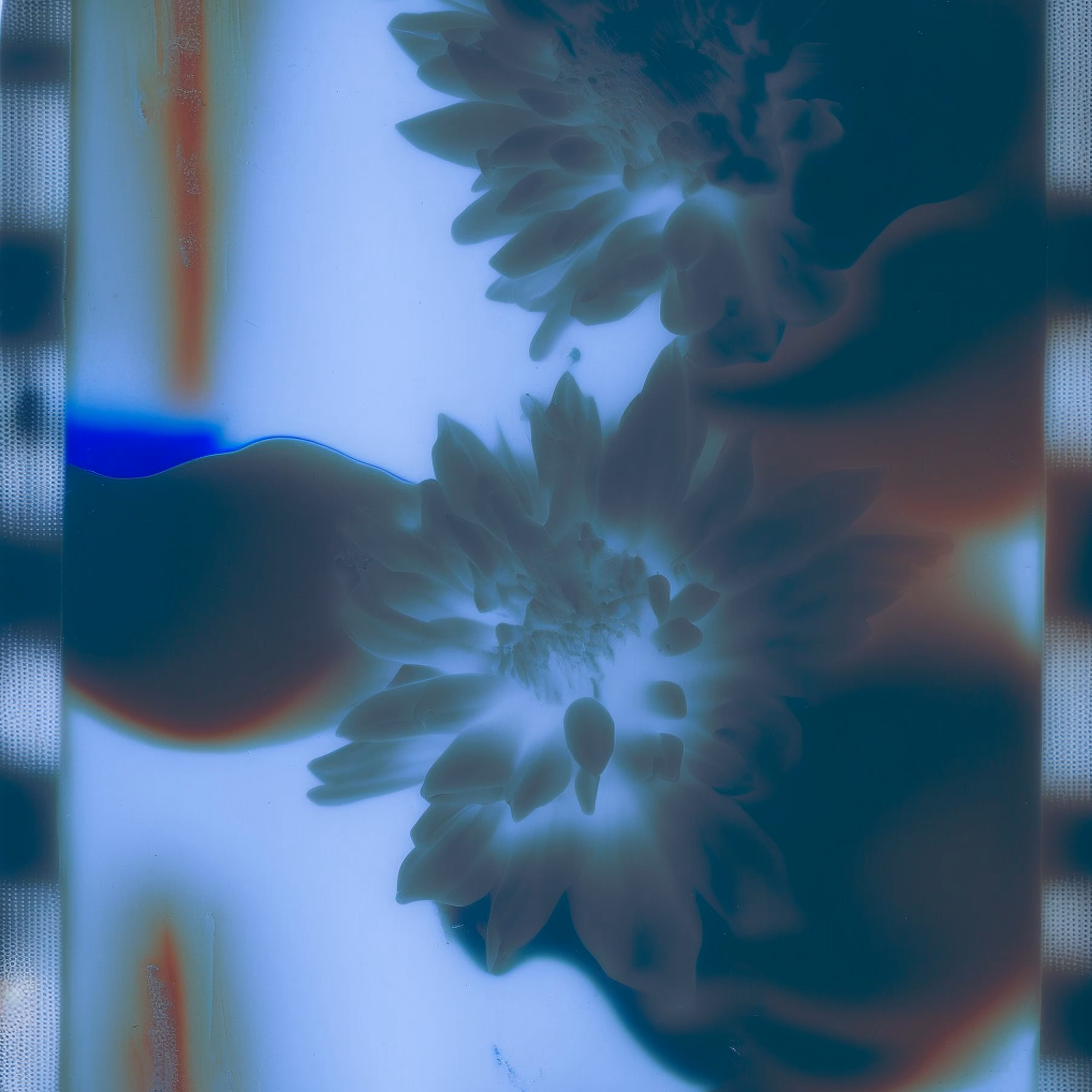 composition: no V, with film, petals, less abstract