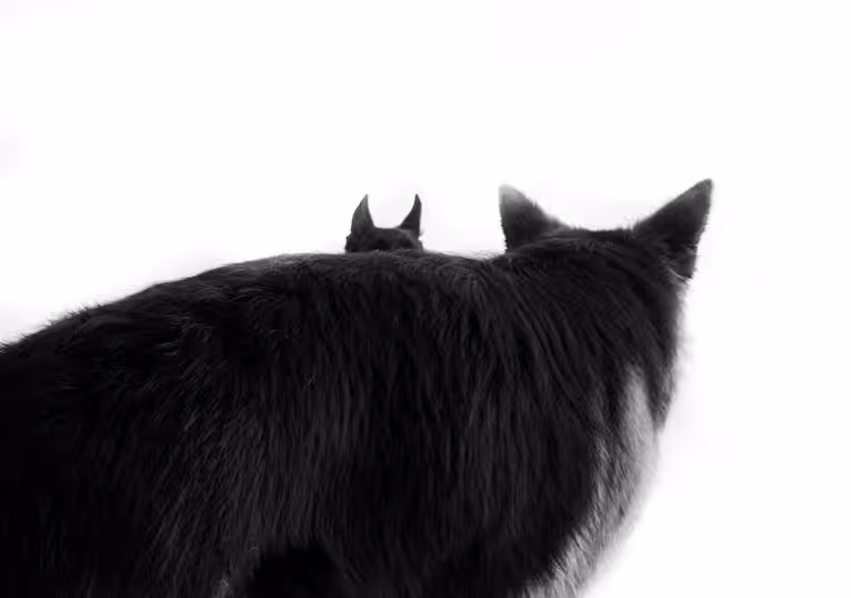 Dog style inside