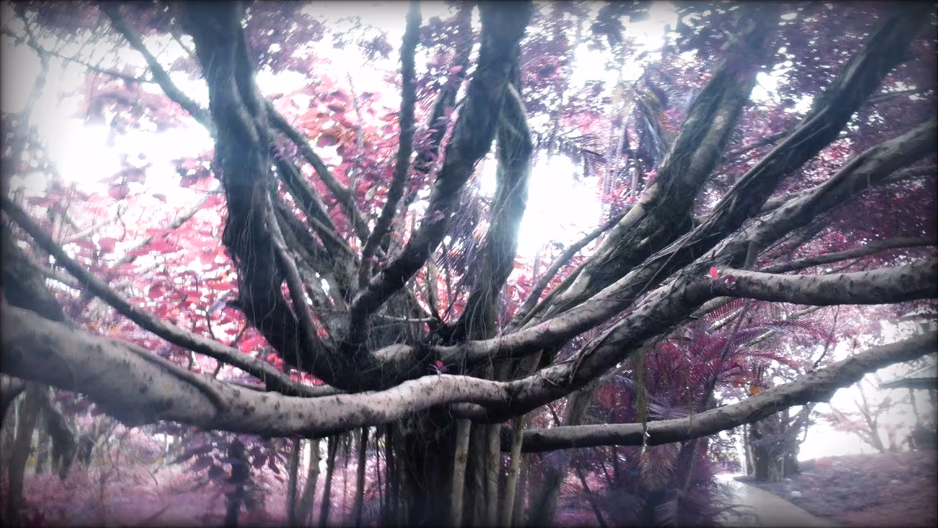 Da'an Banyan