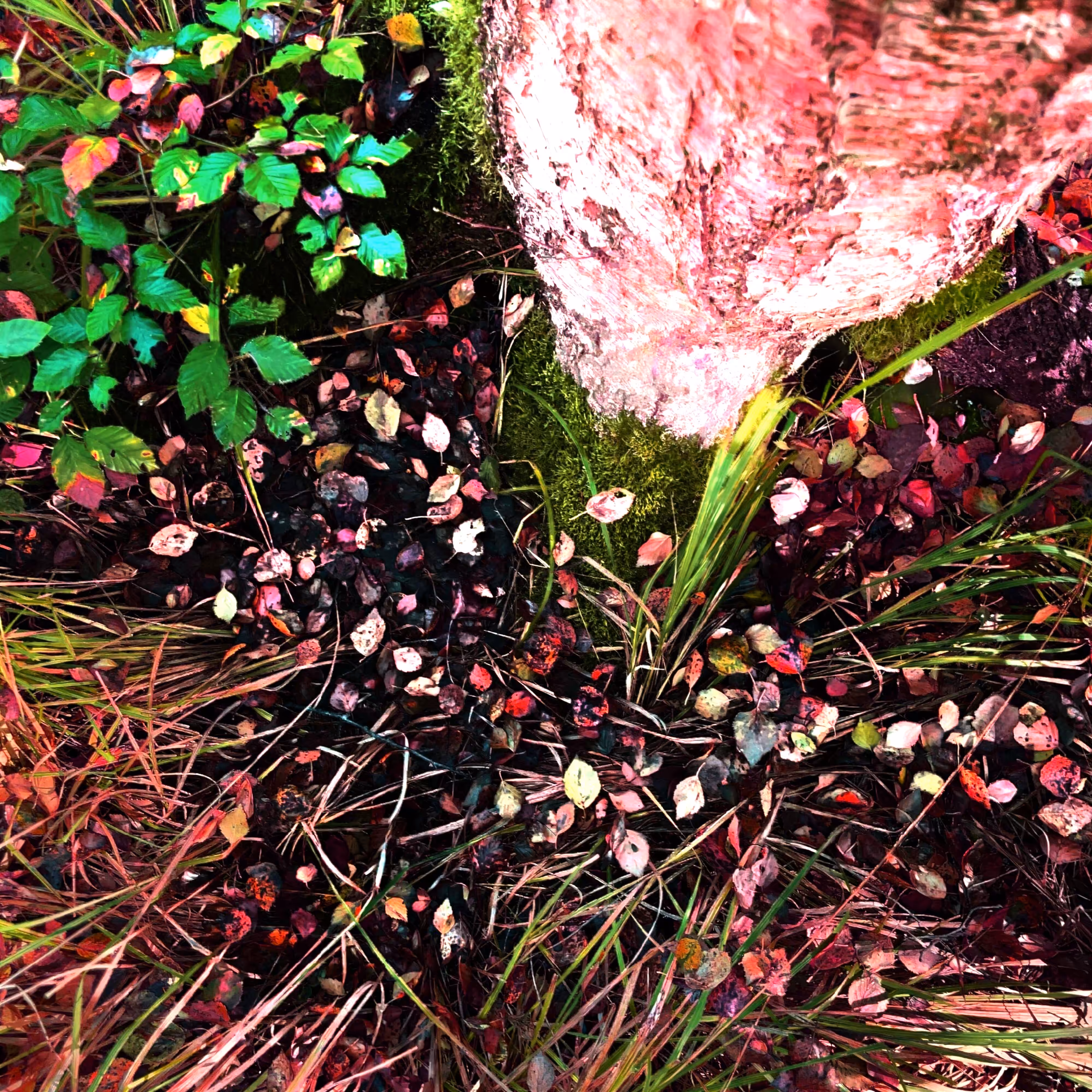 Autonomous Forest Plots: Plot u329hvng2