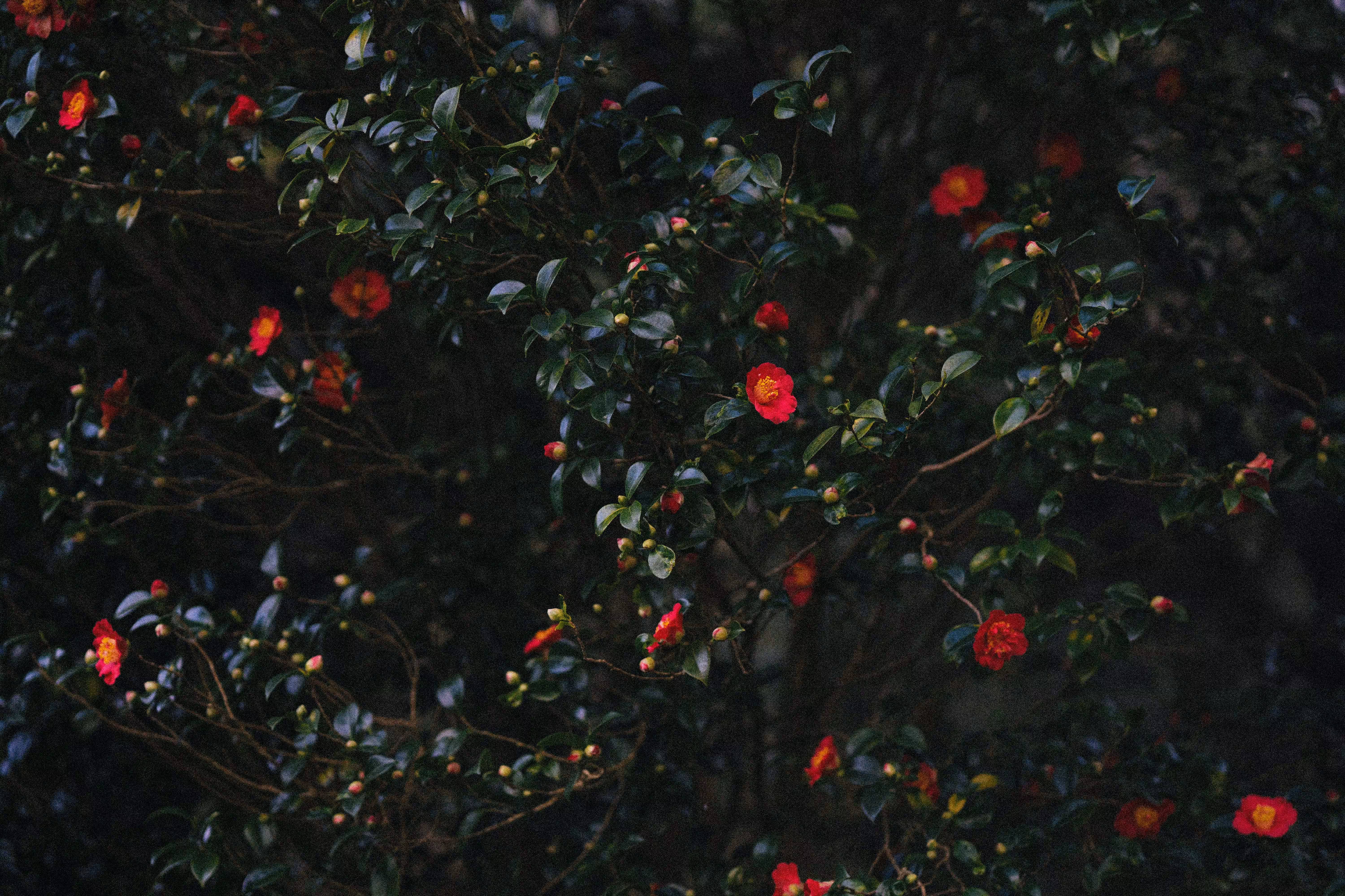 Olu5's Wallpapers #1