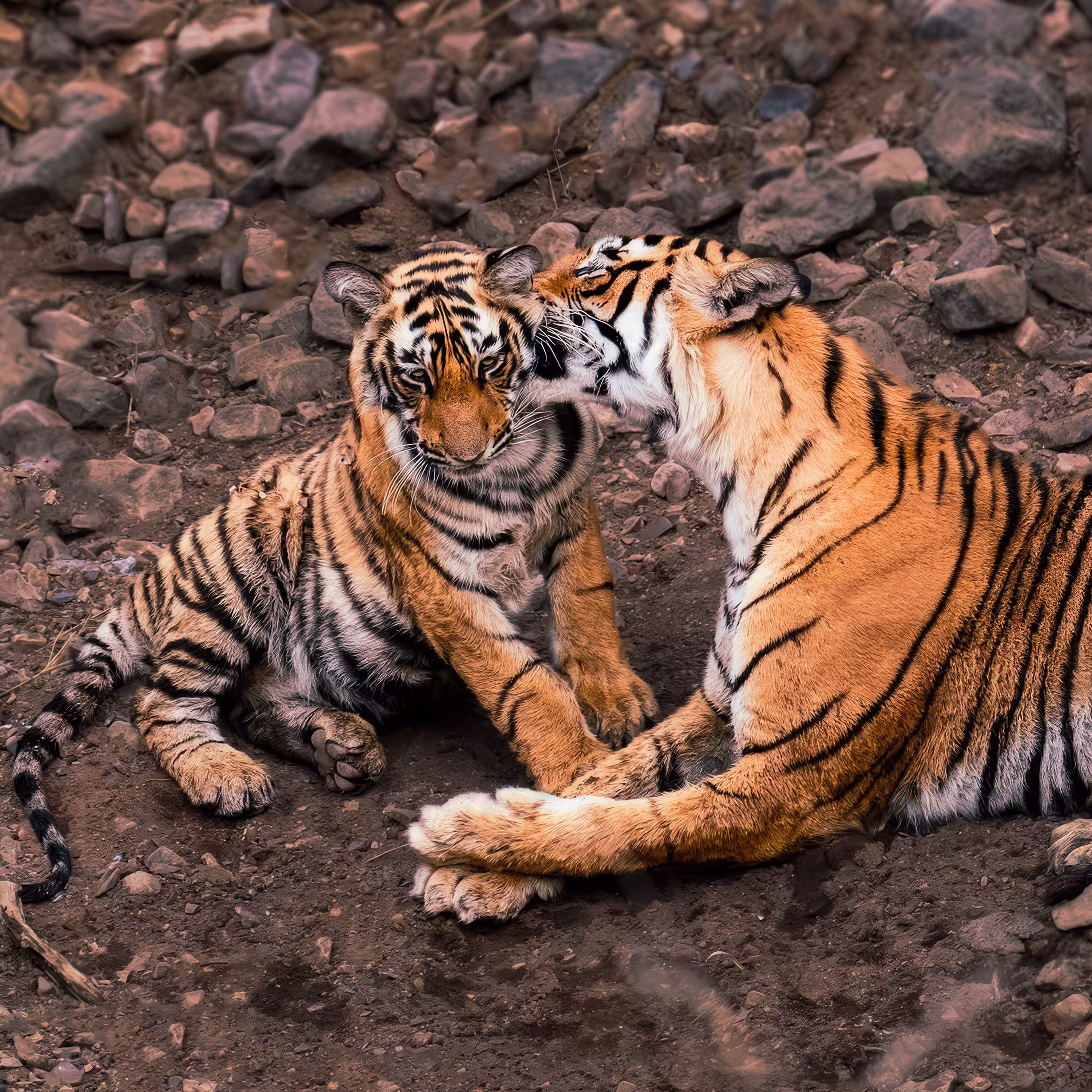 Mother's Love