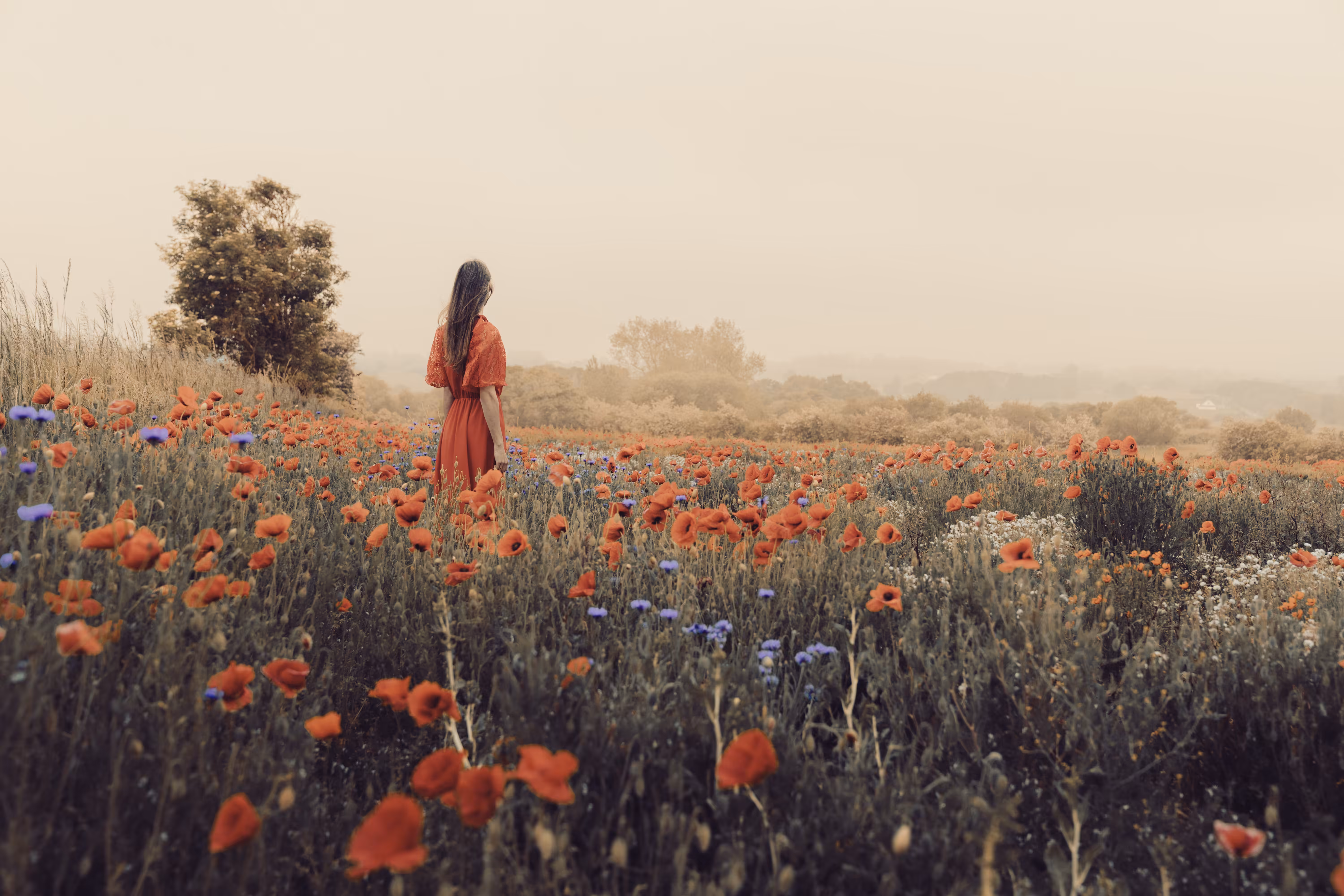 Poppy Fields