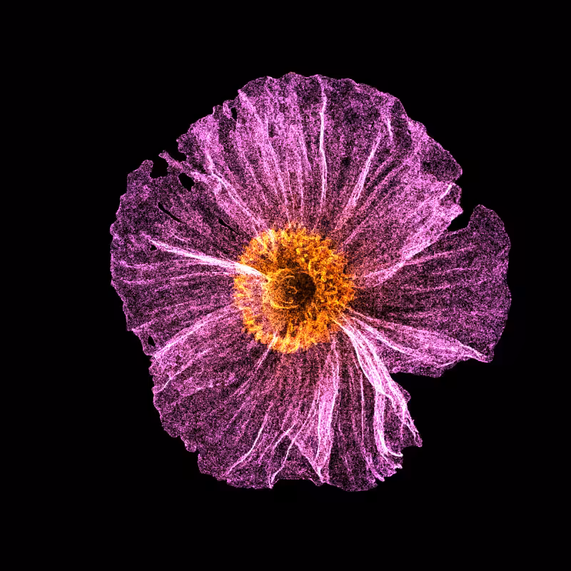 White Poppy 30 #193