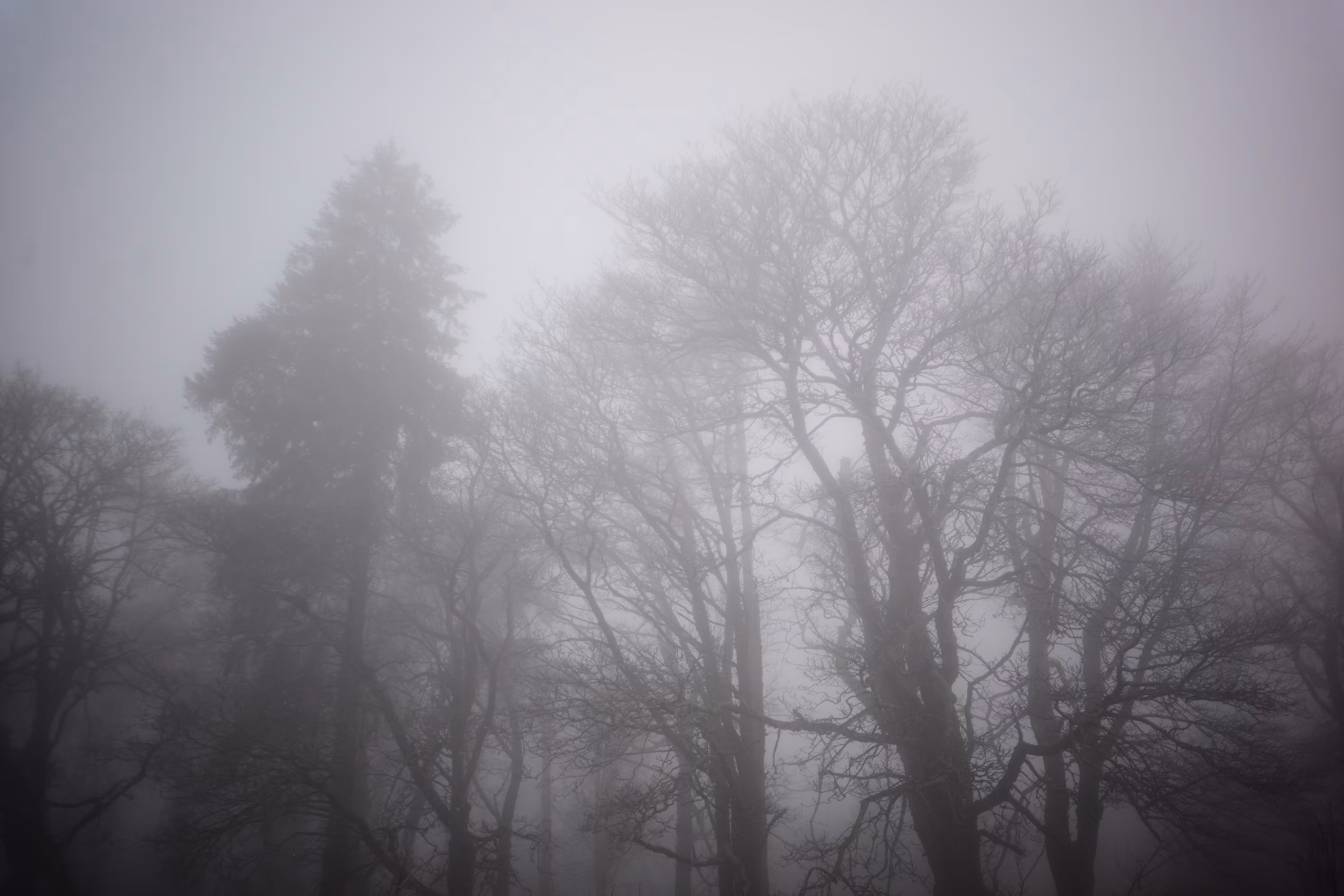 Foggy Forest