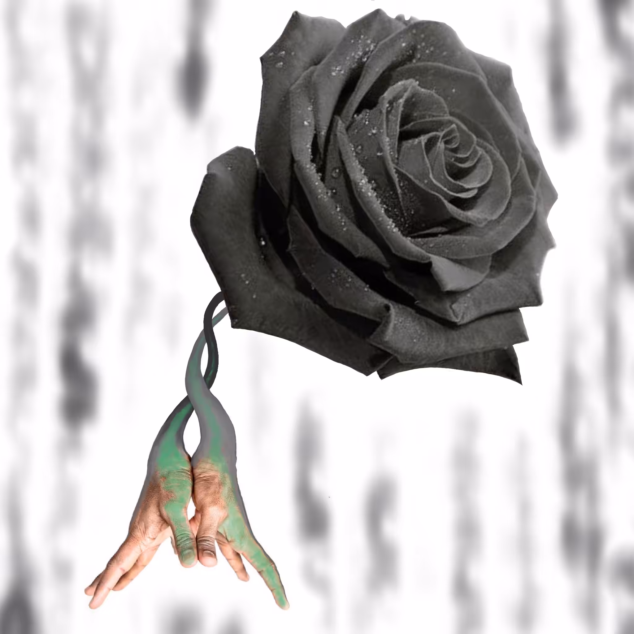 Black Rose
