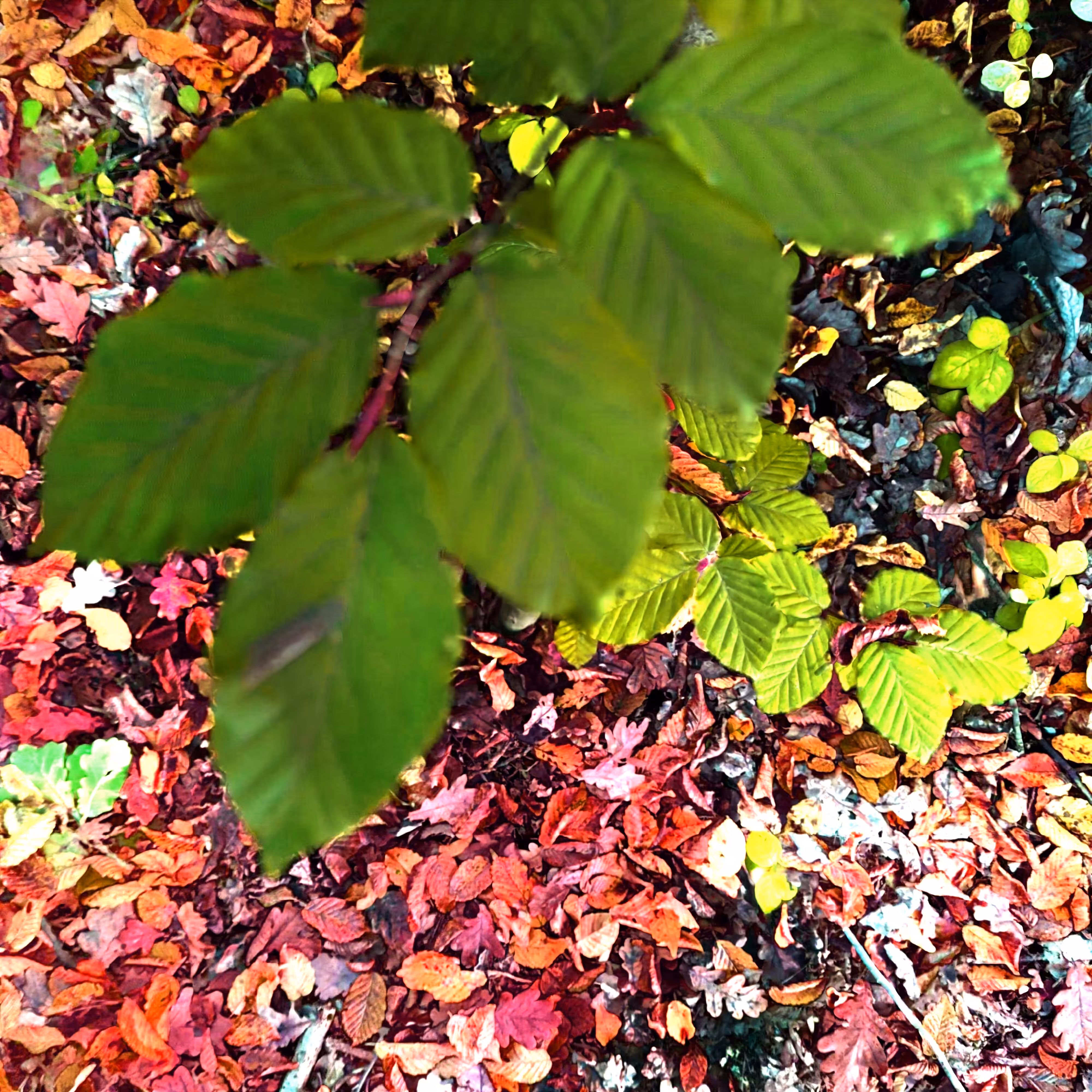 Autonomous Forest Plots: Plot u329n506z