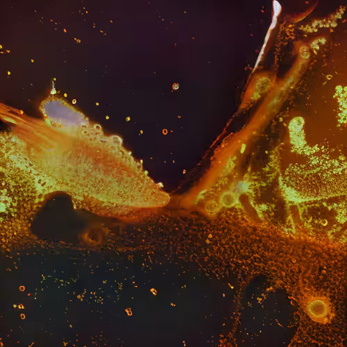 Molecular Atlas #59
