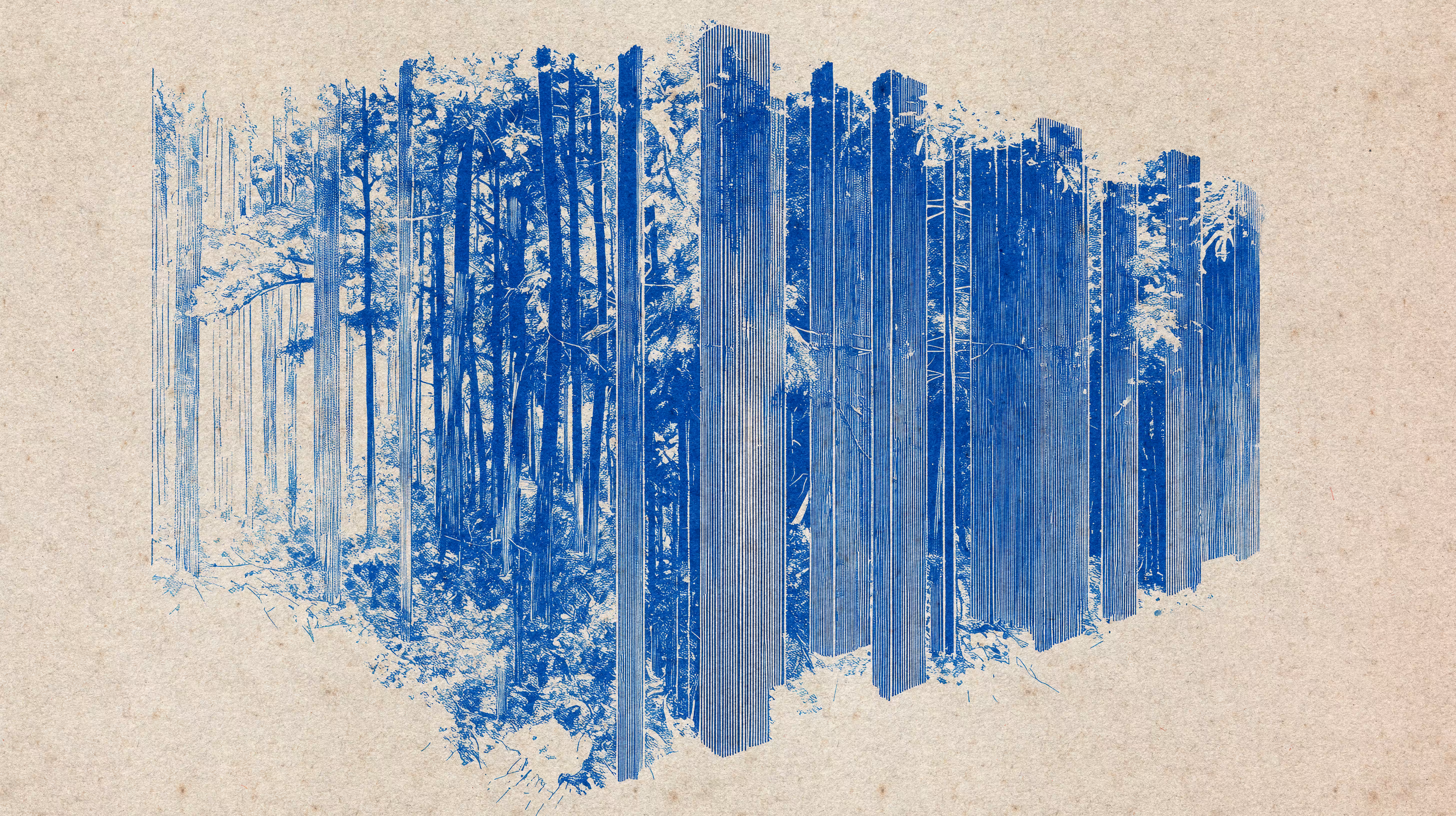The Memory of a Forest That Never Was