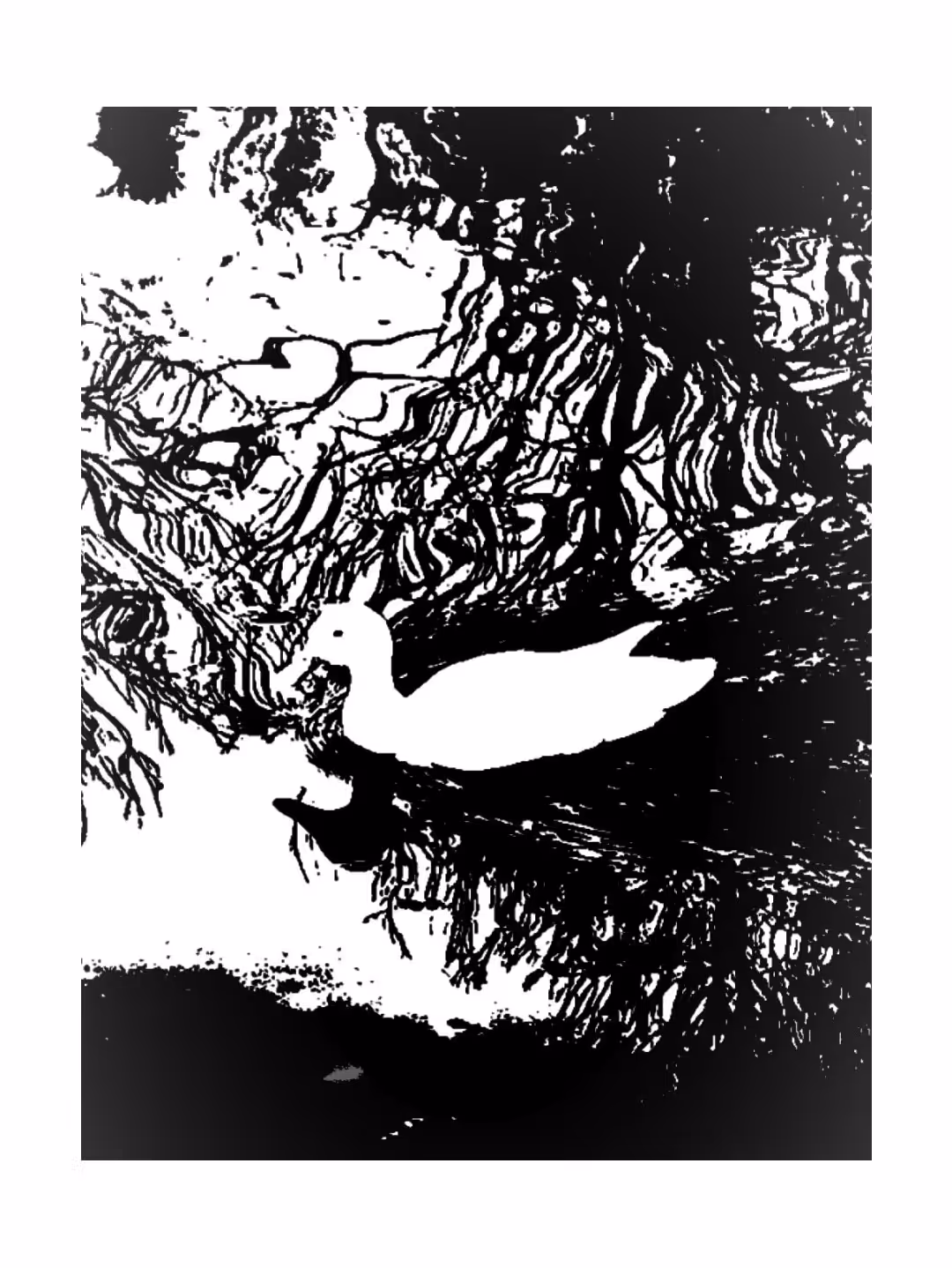 Black Swan 