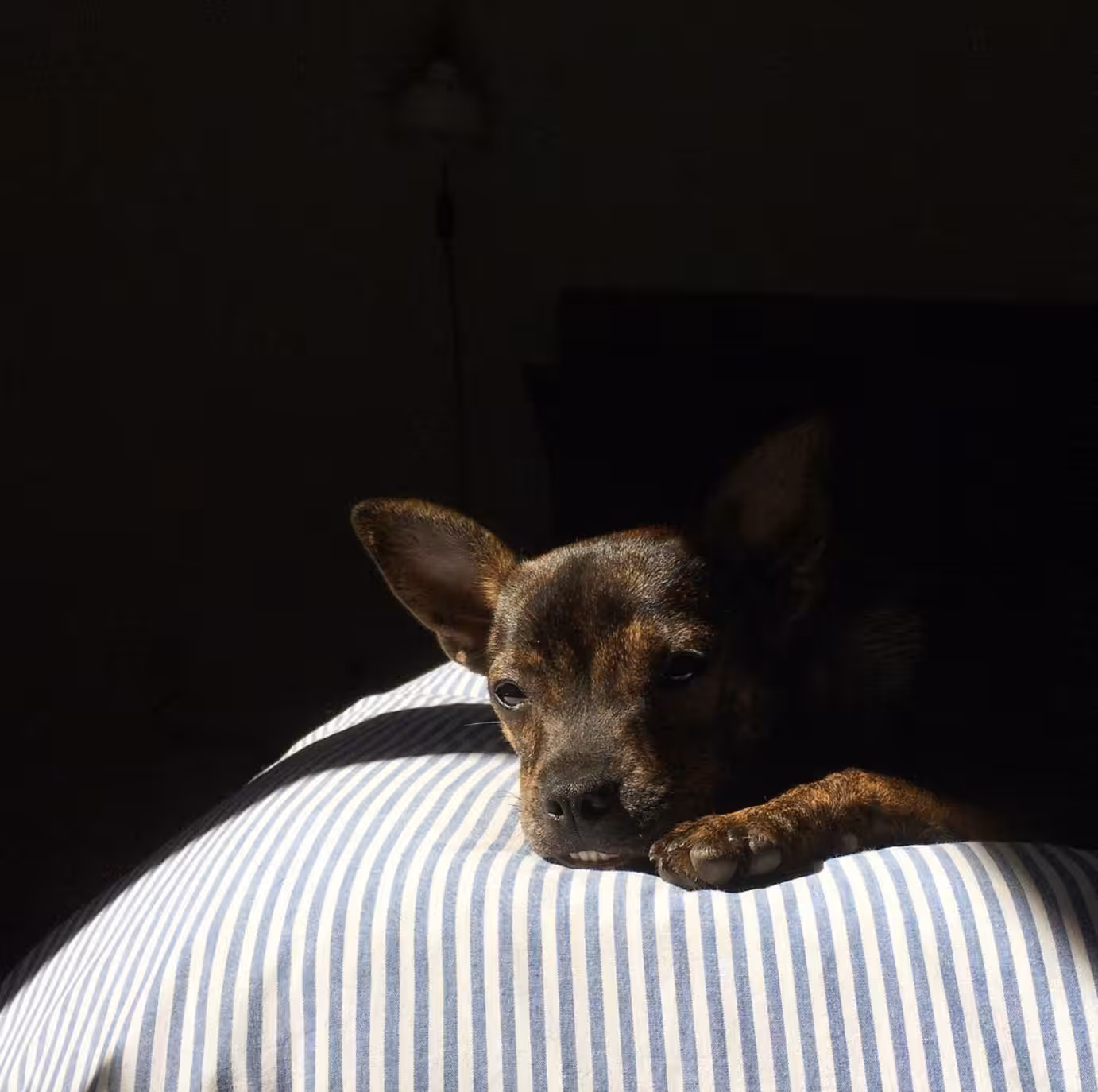 curioscurio pup