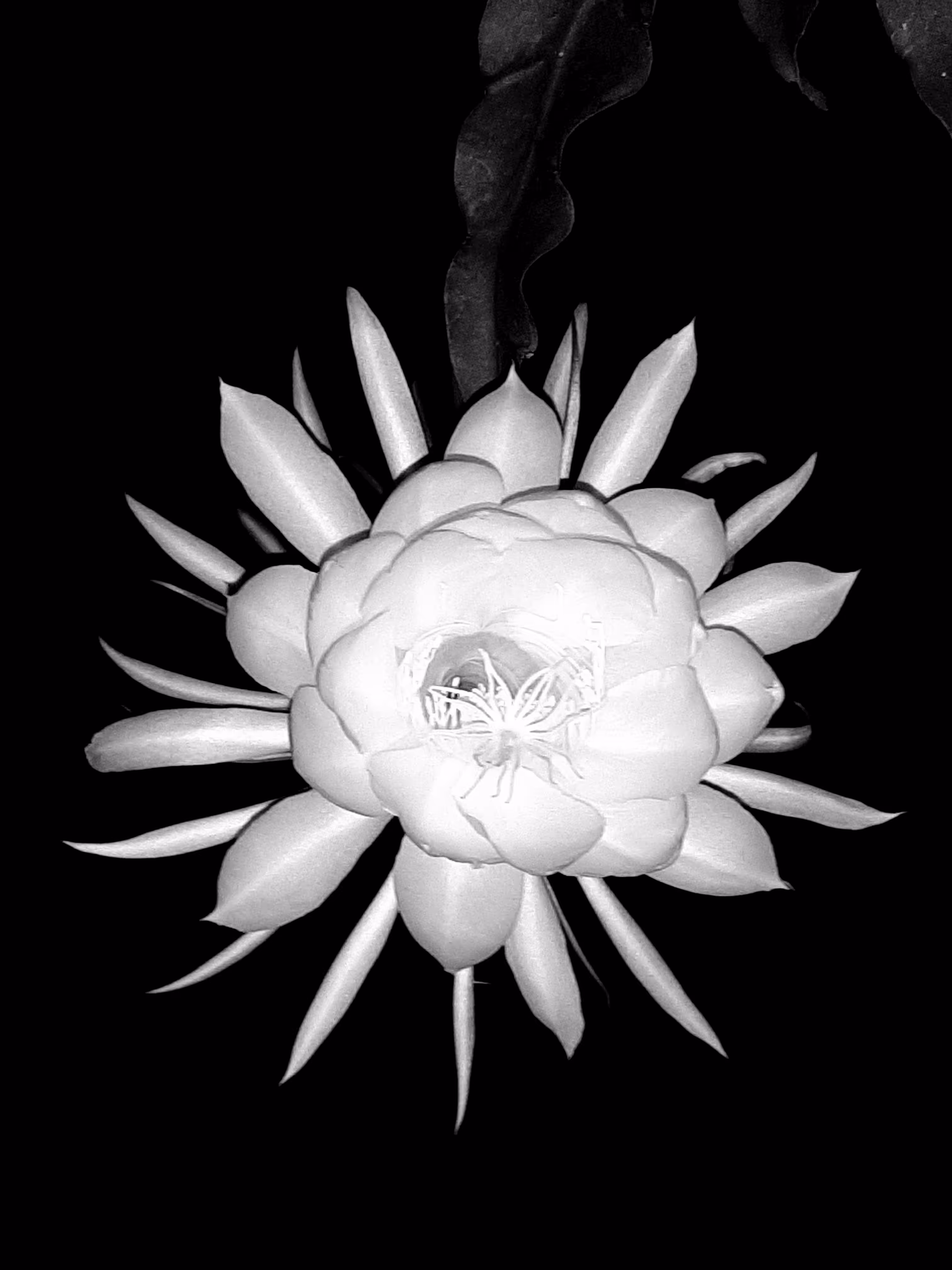bloom