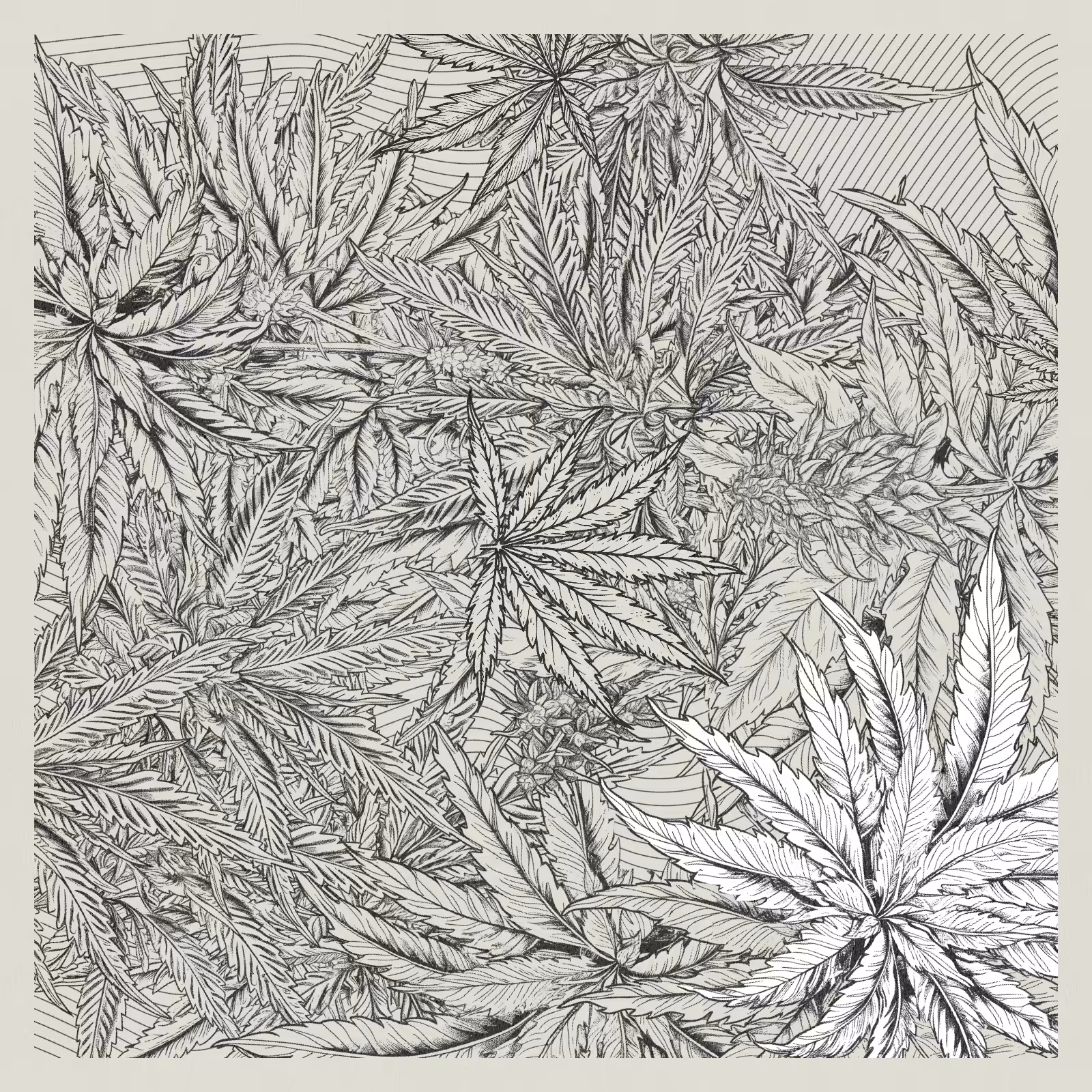 zancannabis #280