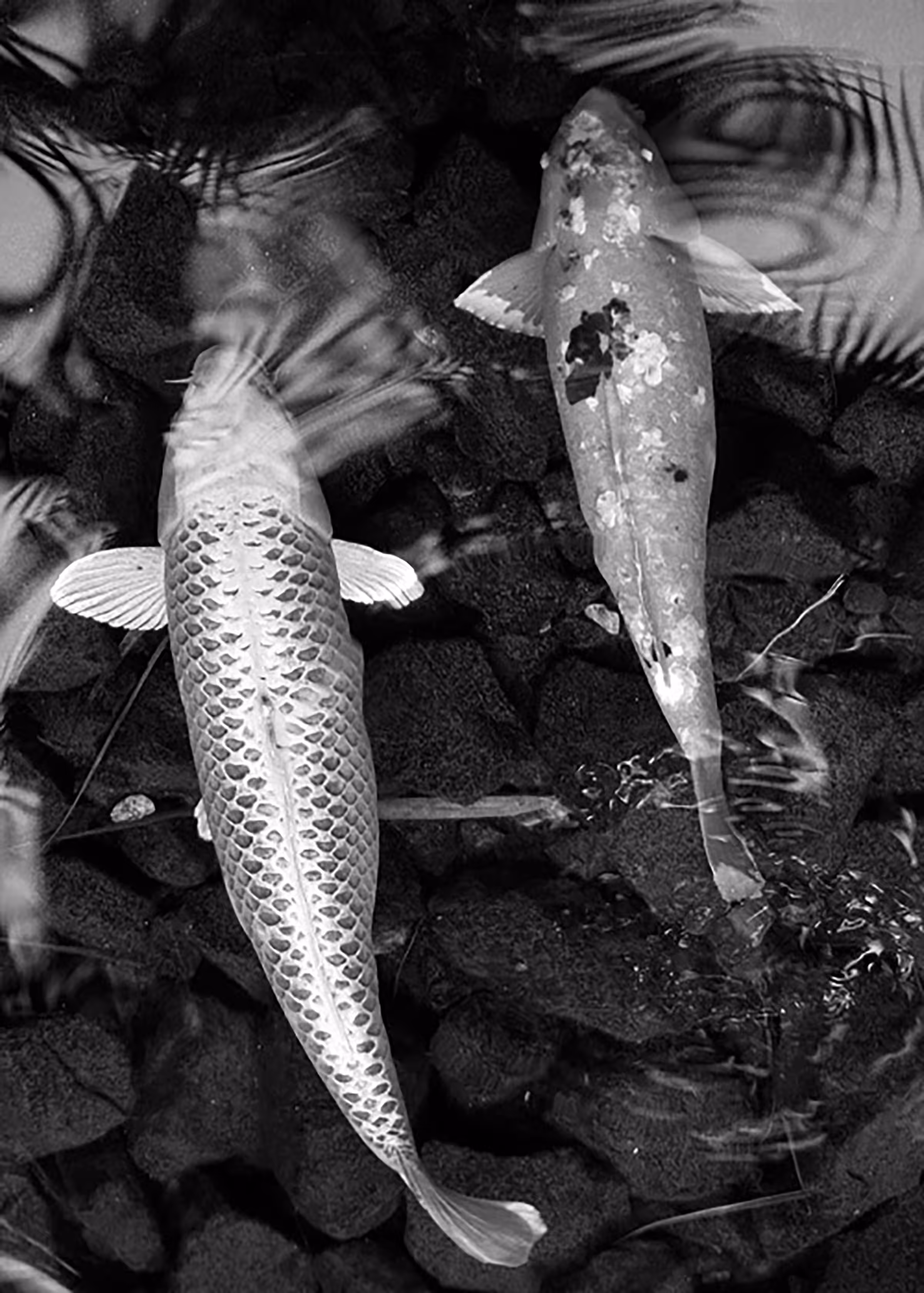 Koi in the Garden