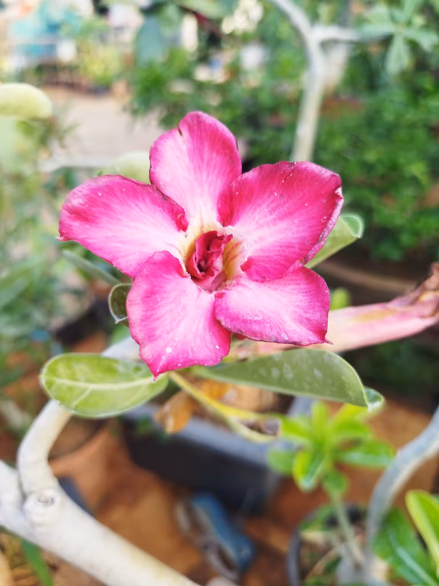 Adenium Obesum (Desert rose)