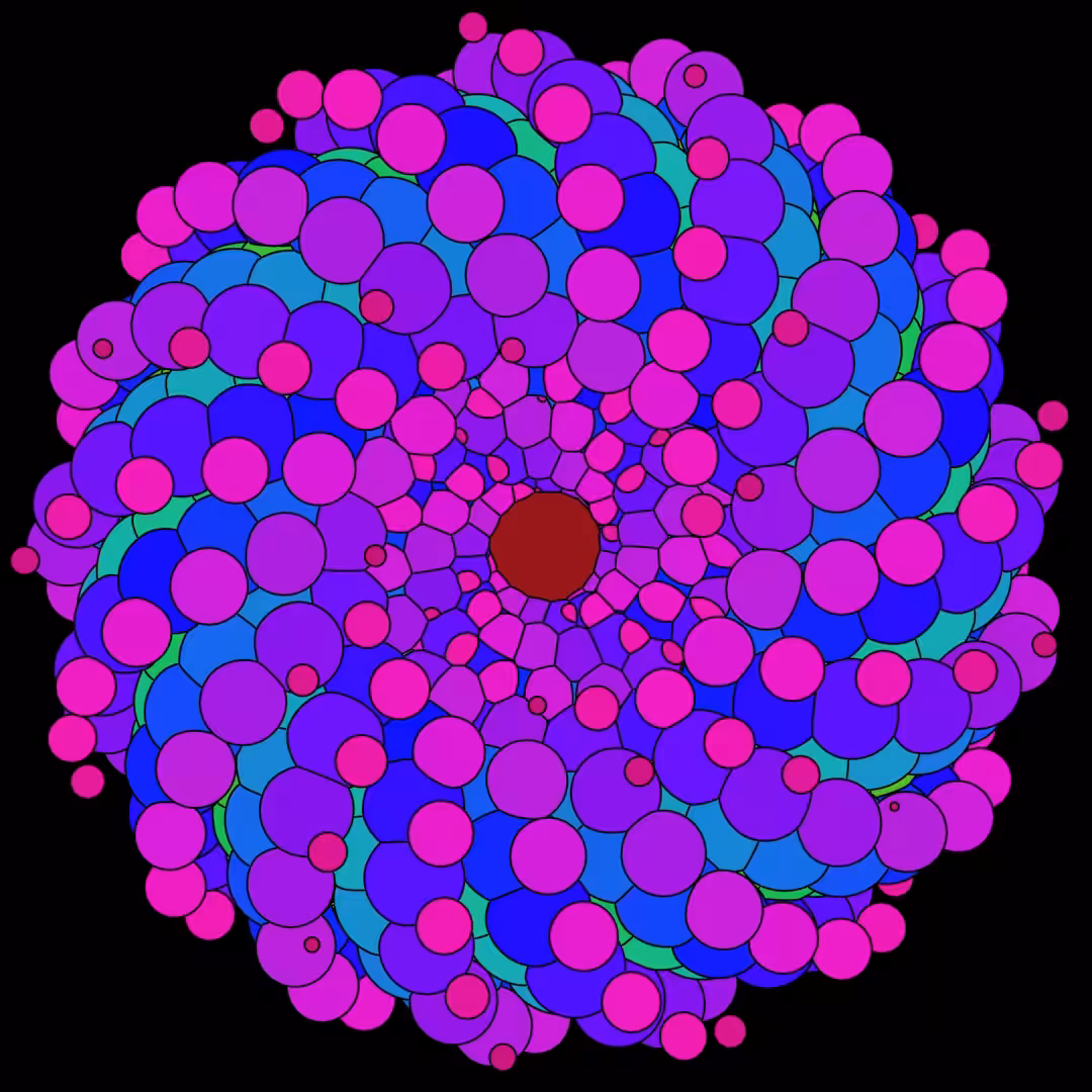 Rapidi Bloom 1.3