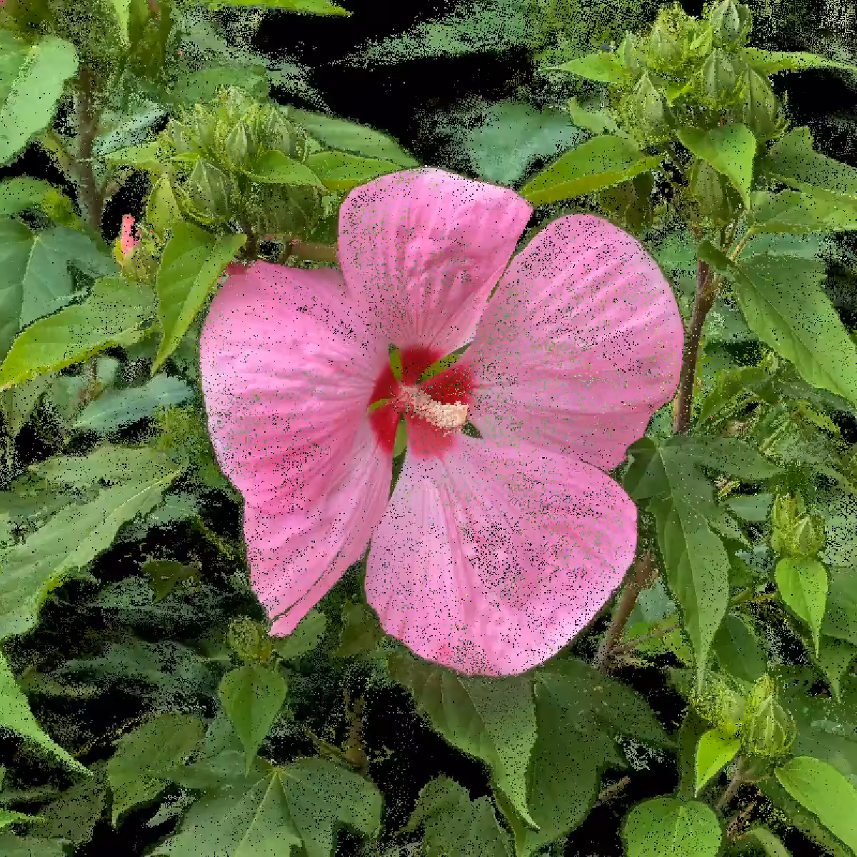 Rose Mallow
