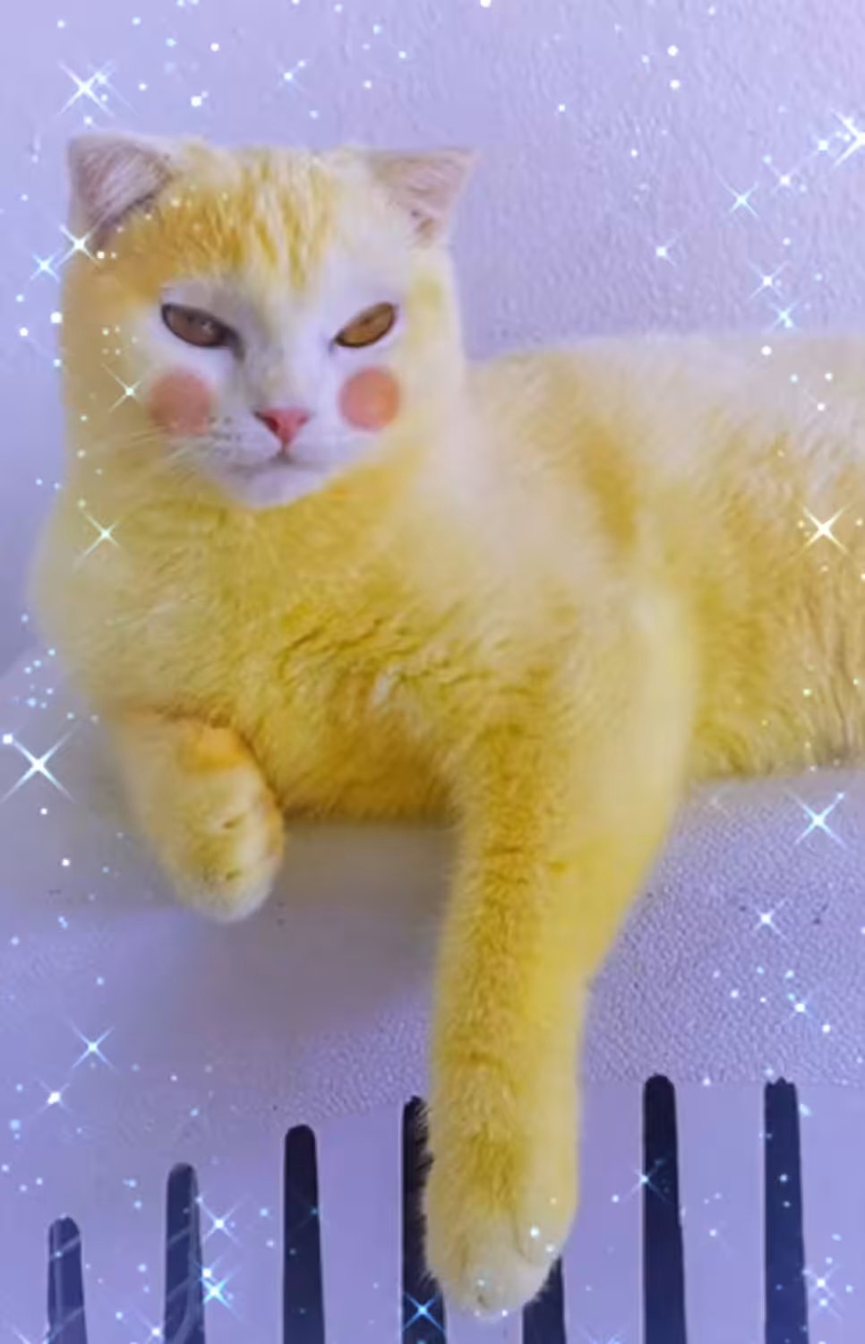My Bossque