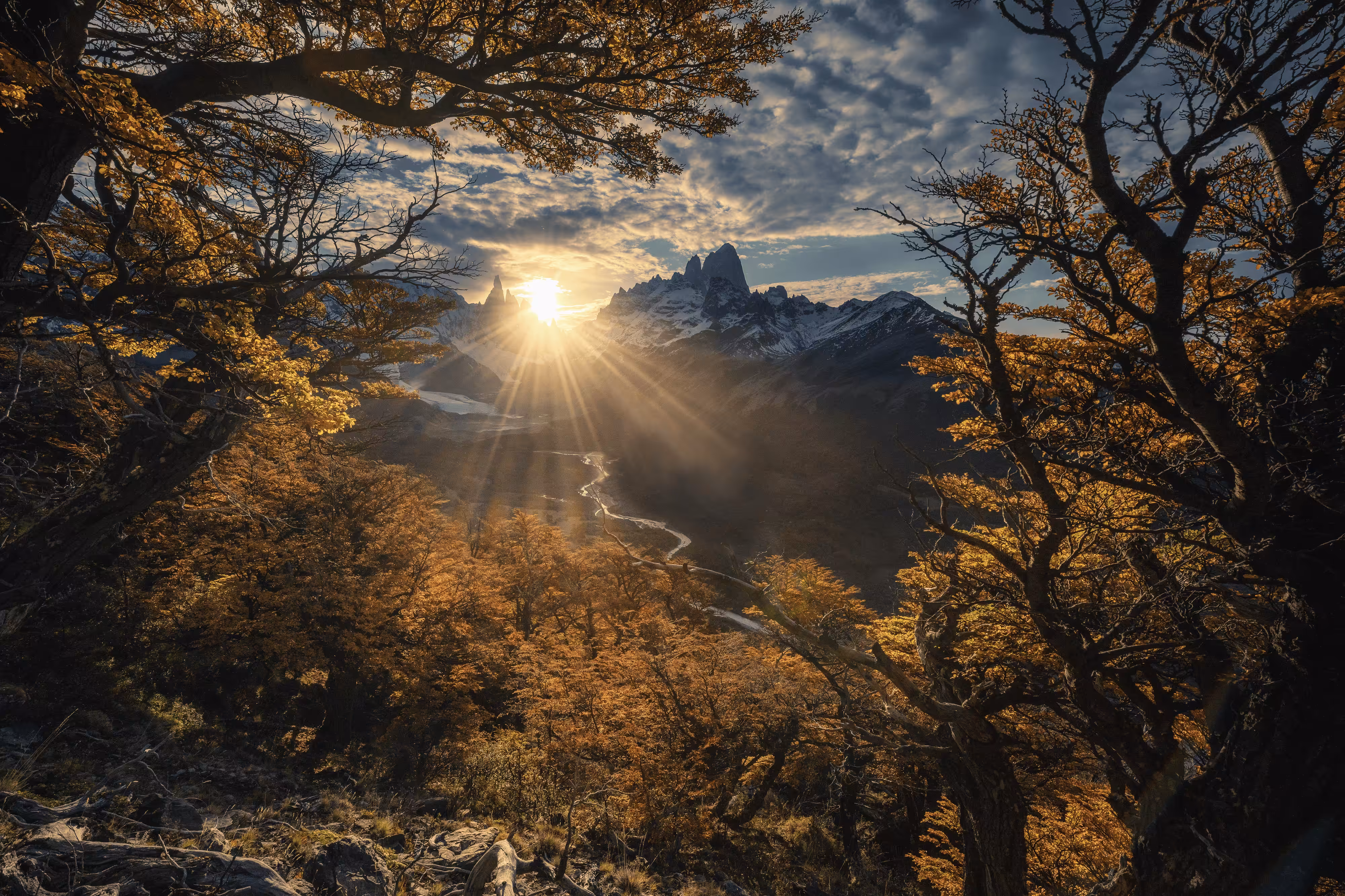 #27. Through the Trees