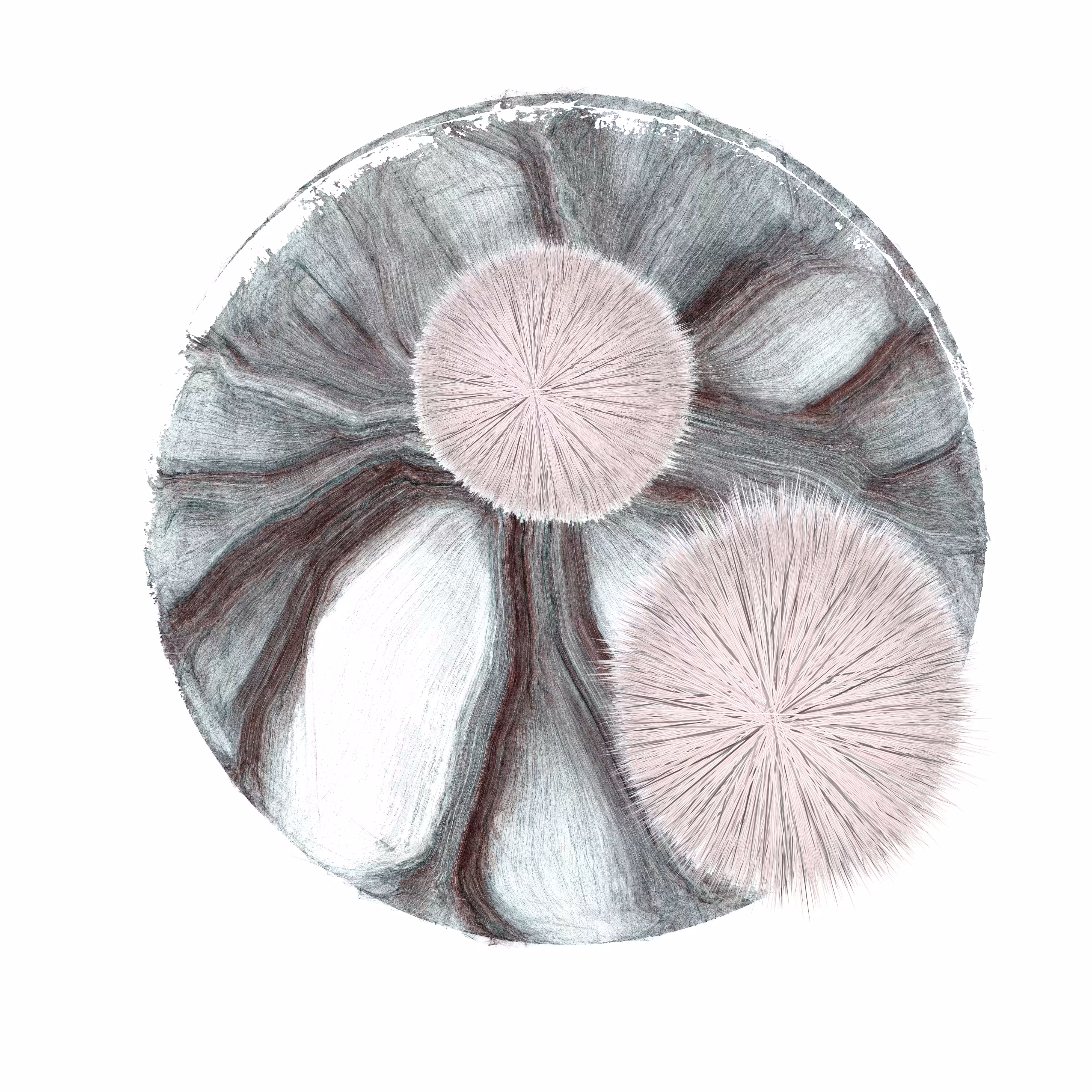 URCHIN #2
