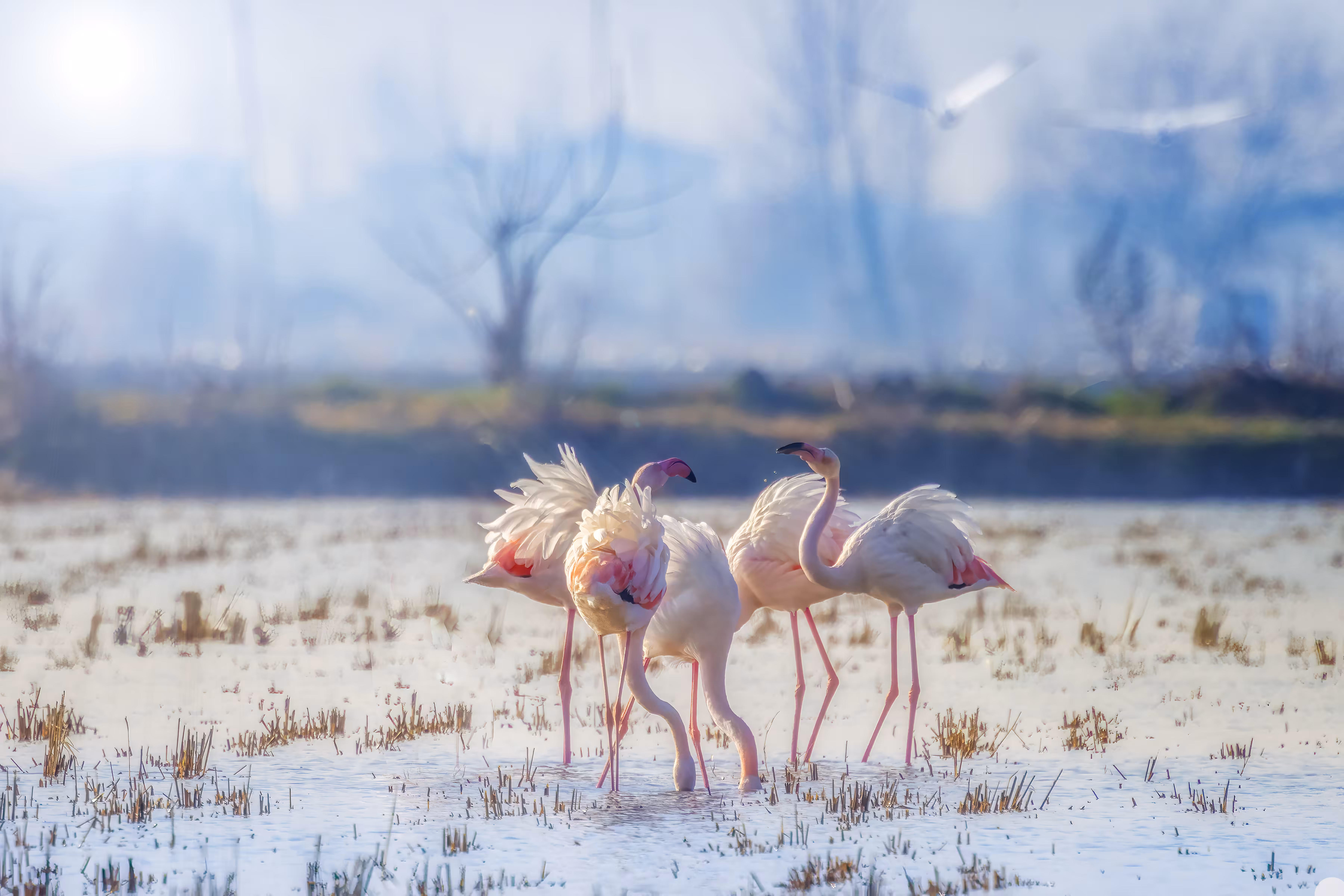 Flamingos Of Dream Lake
