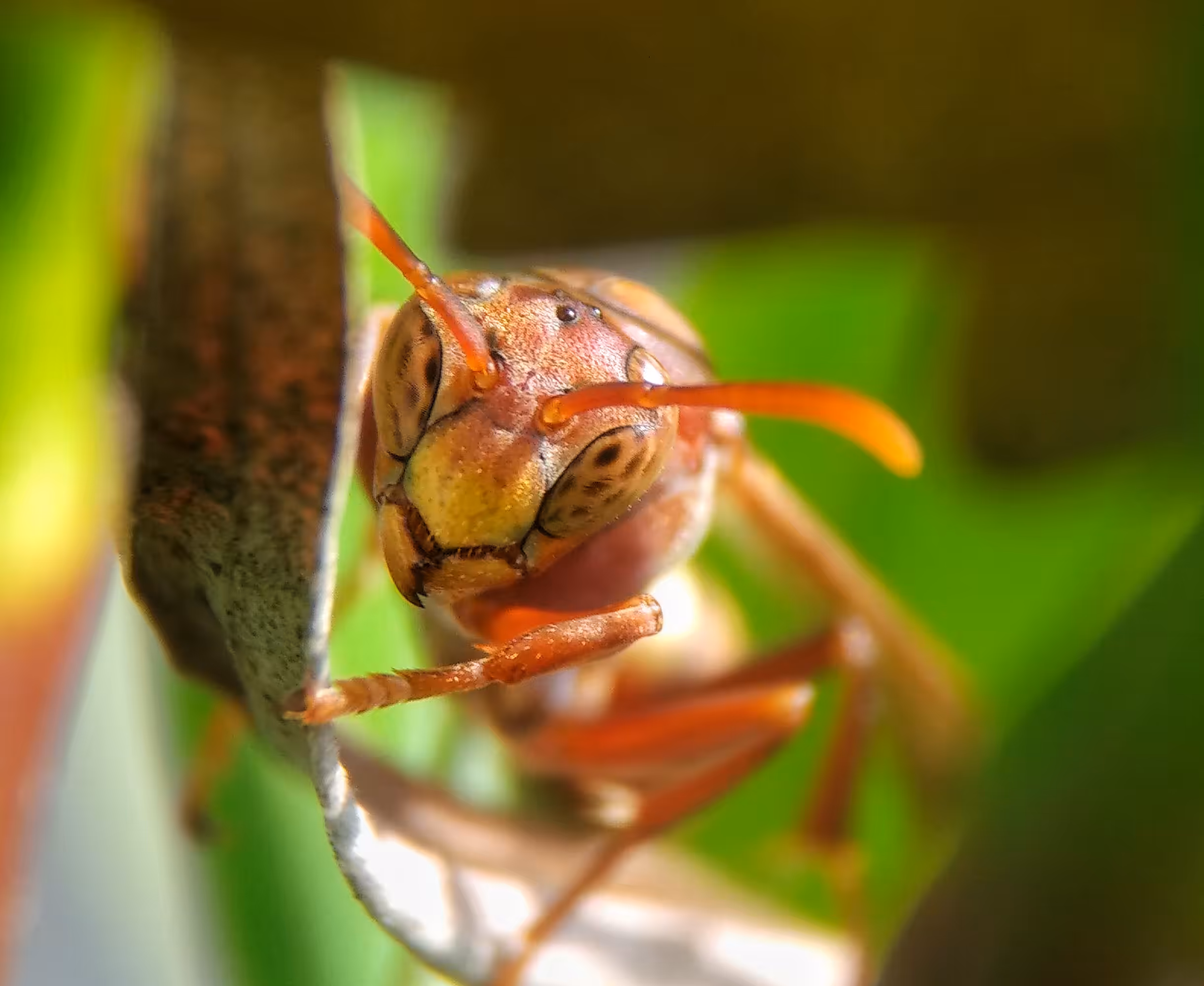 MACRO WORLD