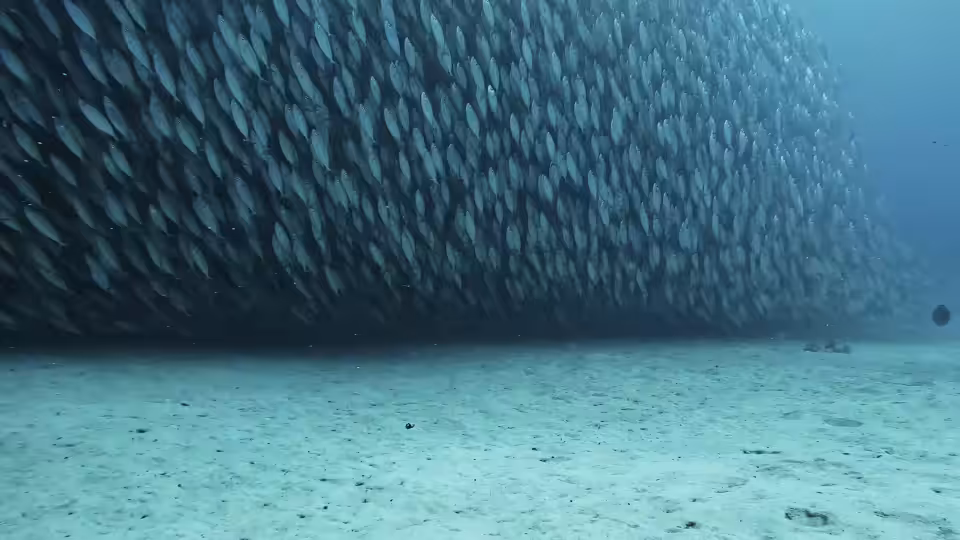 Aqua Fish Tank Mode 