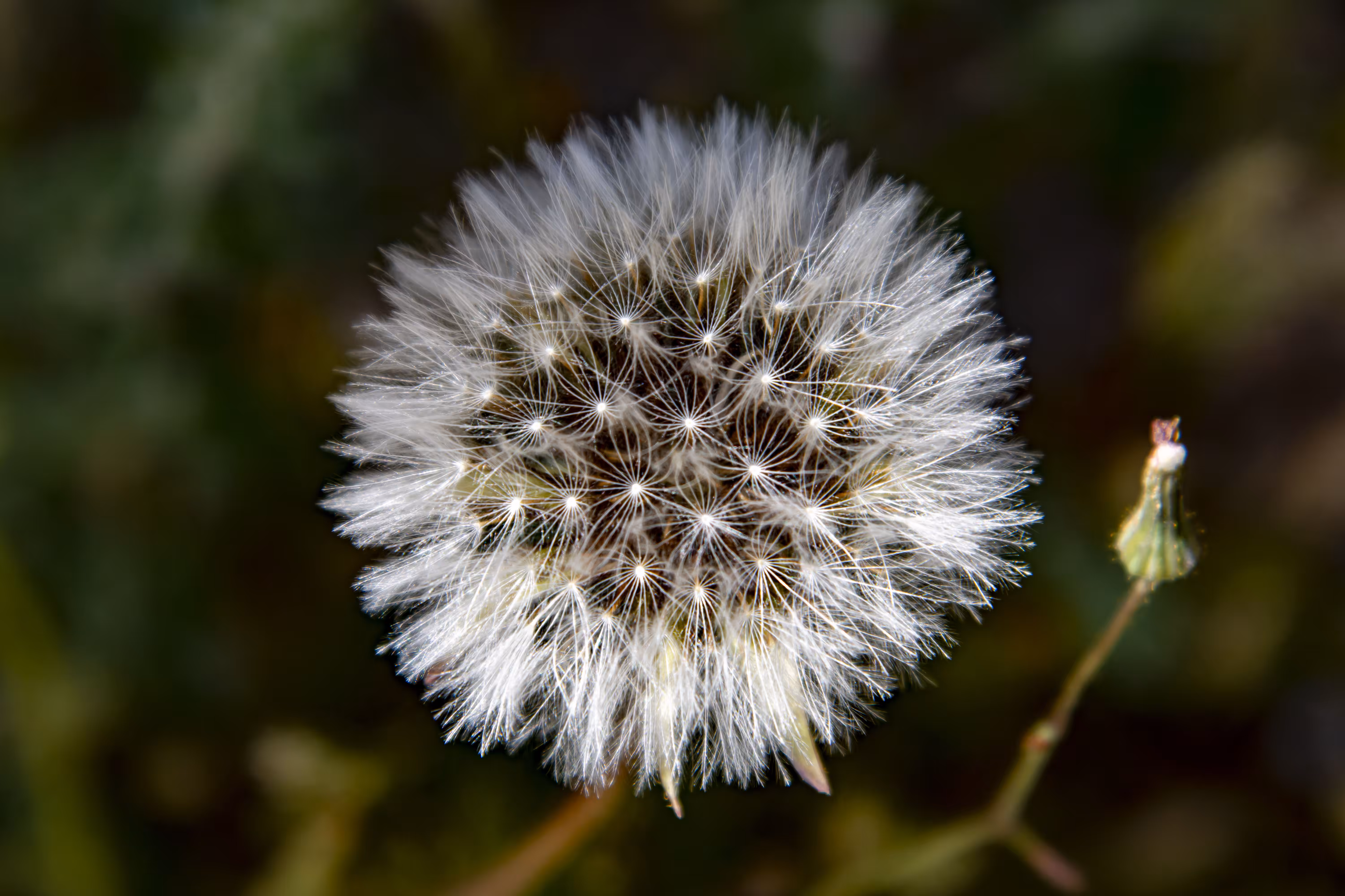 Dandelion
