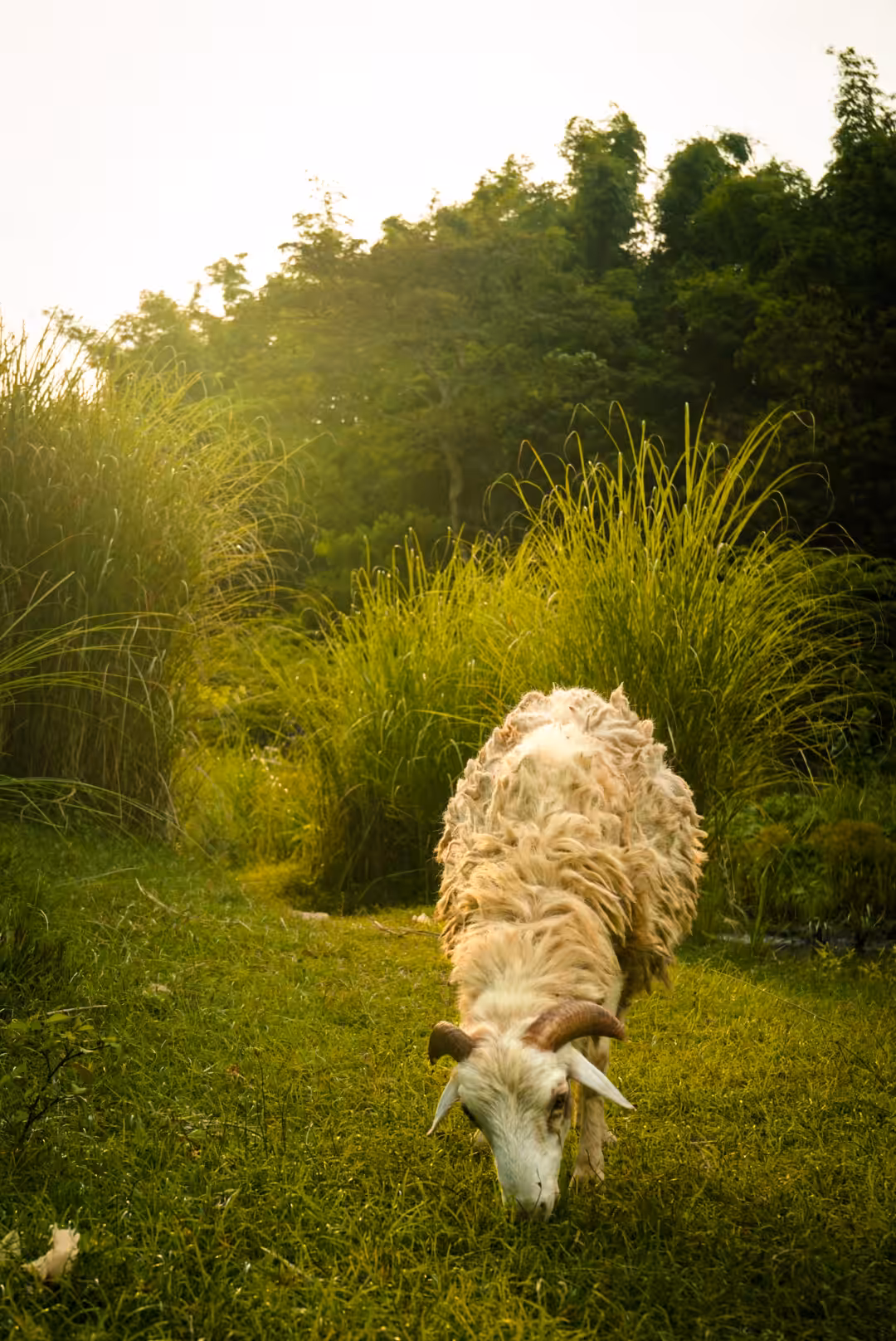 Baabaa white sheep