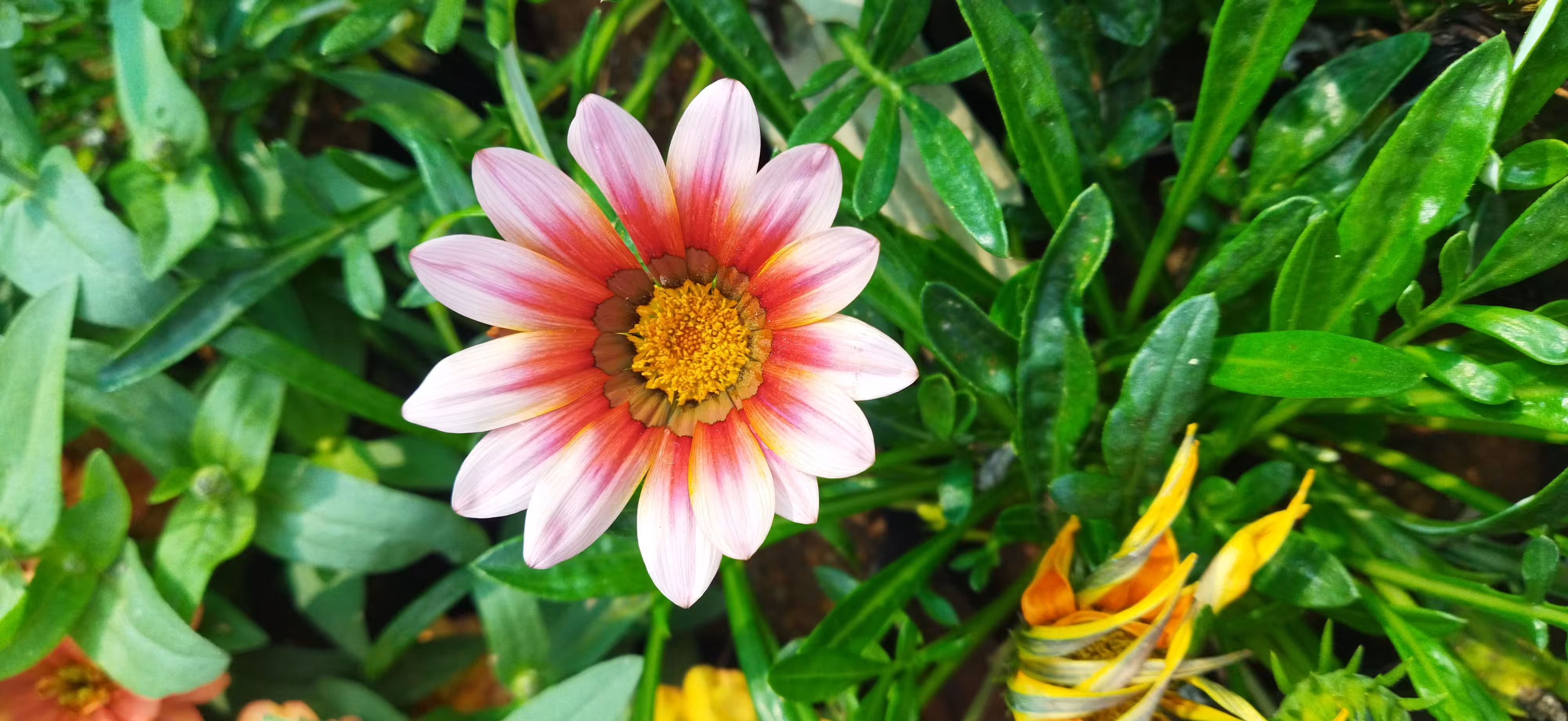 Gazania Flower