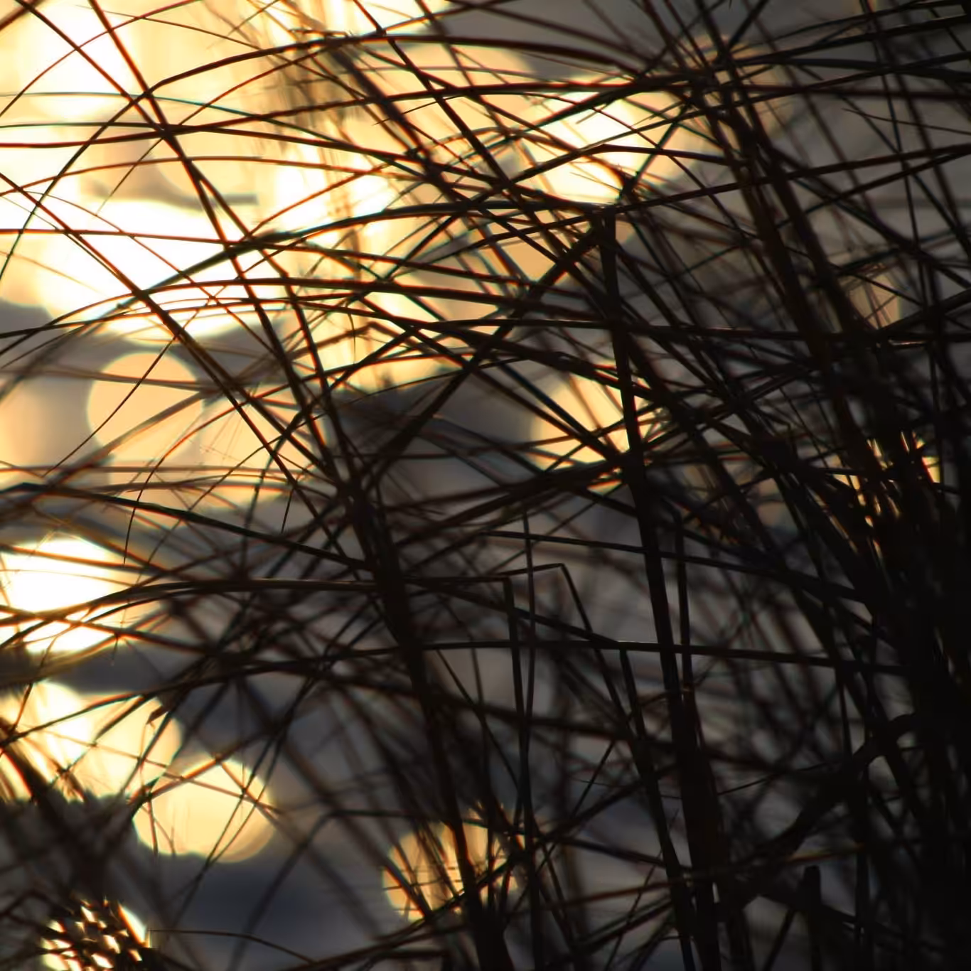 Demarest Lloyd Reeds In The Sunlight