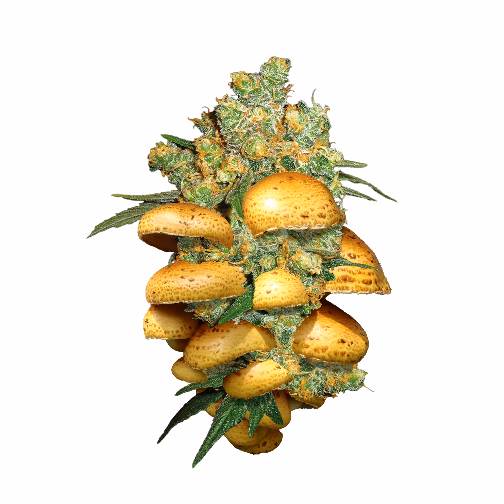 ICONOCLASH #420