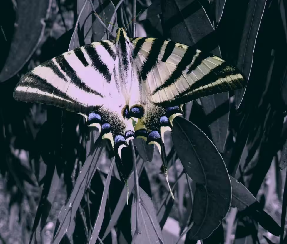 Swallowtail