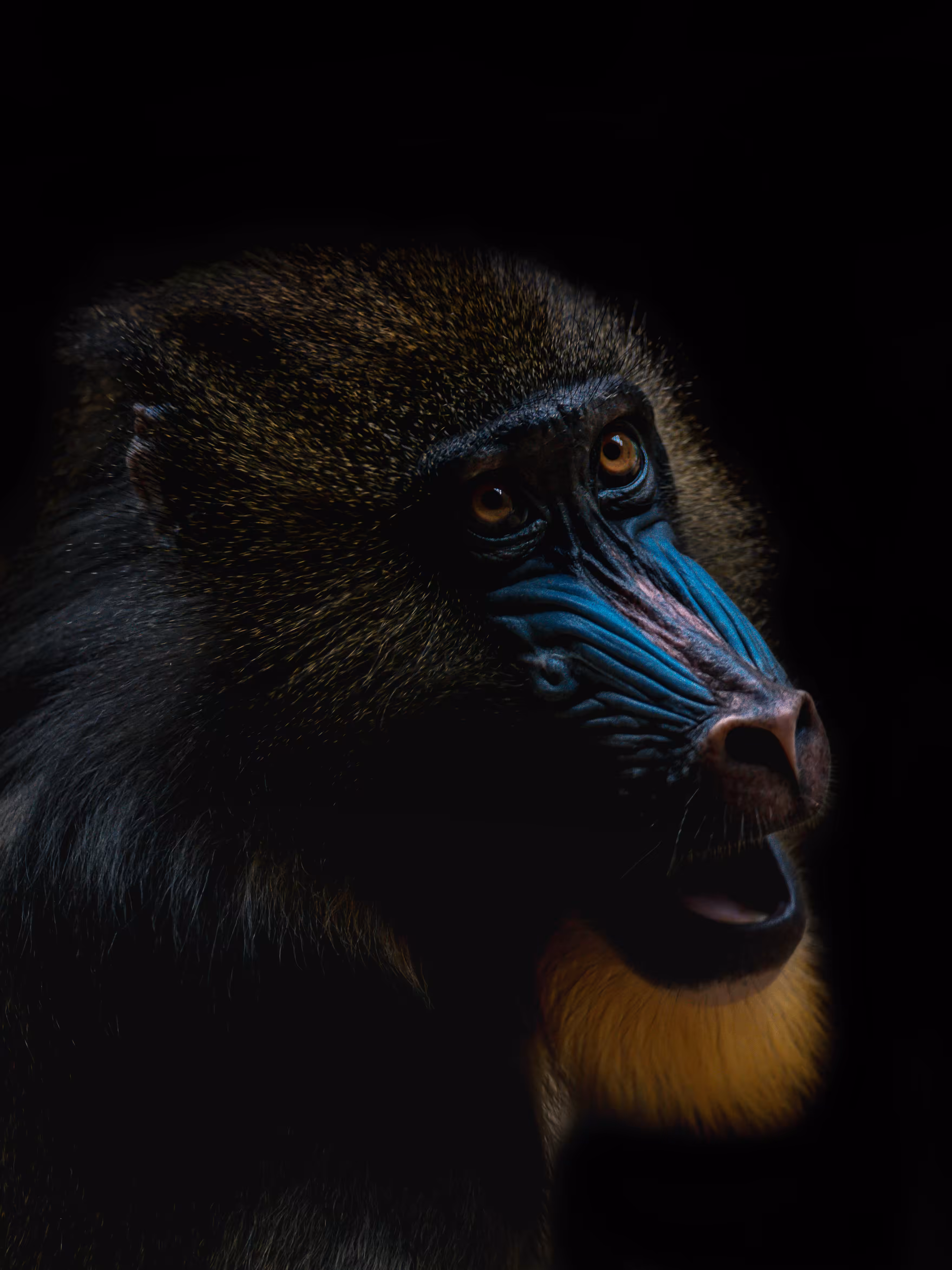 Mandrill Portrait