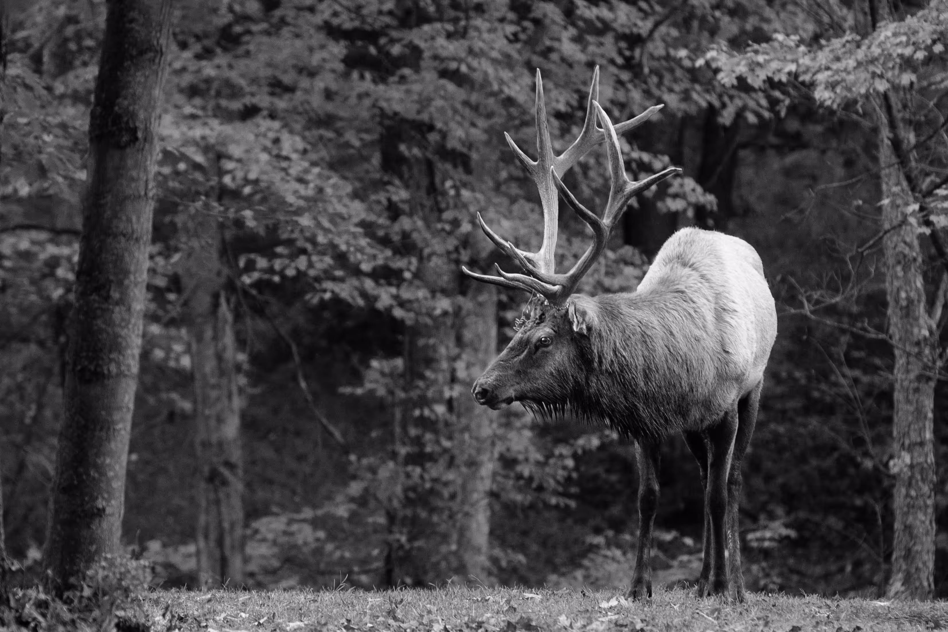 Bull in Rut