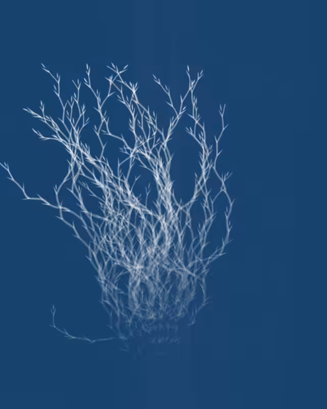 Cyanotypes #147