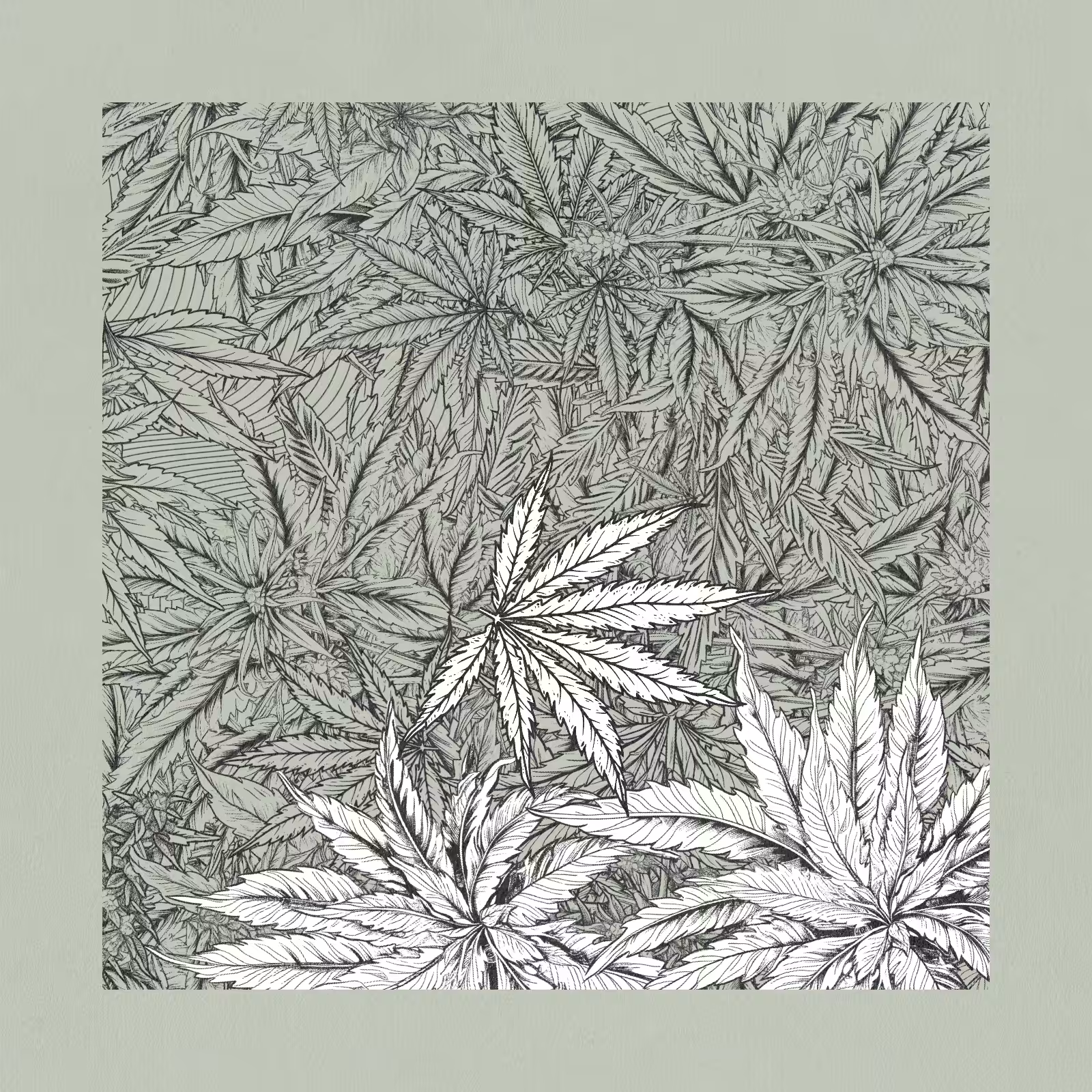 zancannabis #171