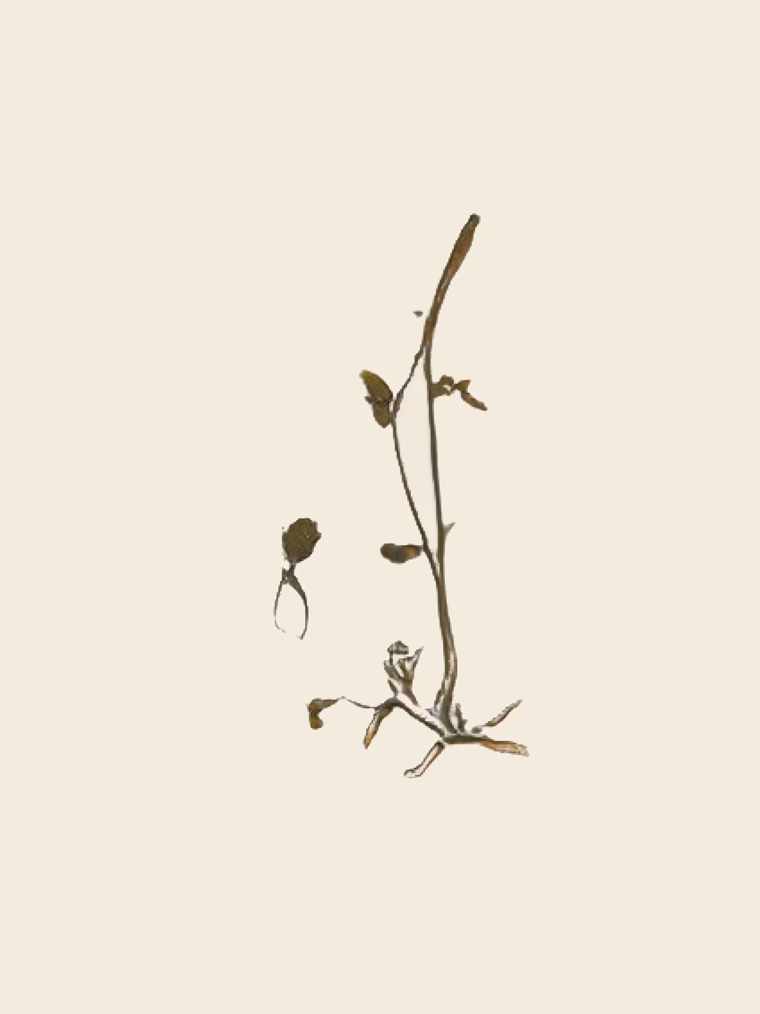 potential herbariums: abies parvilora (study)