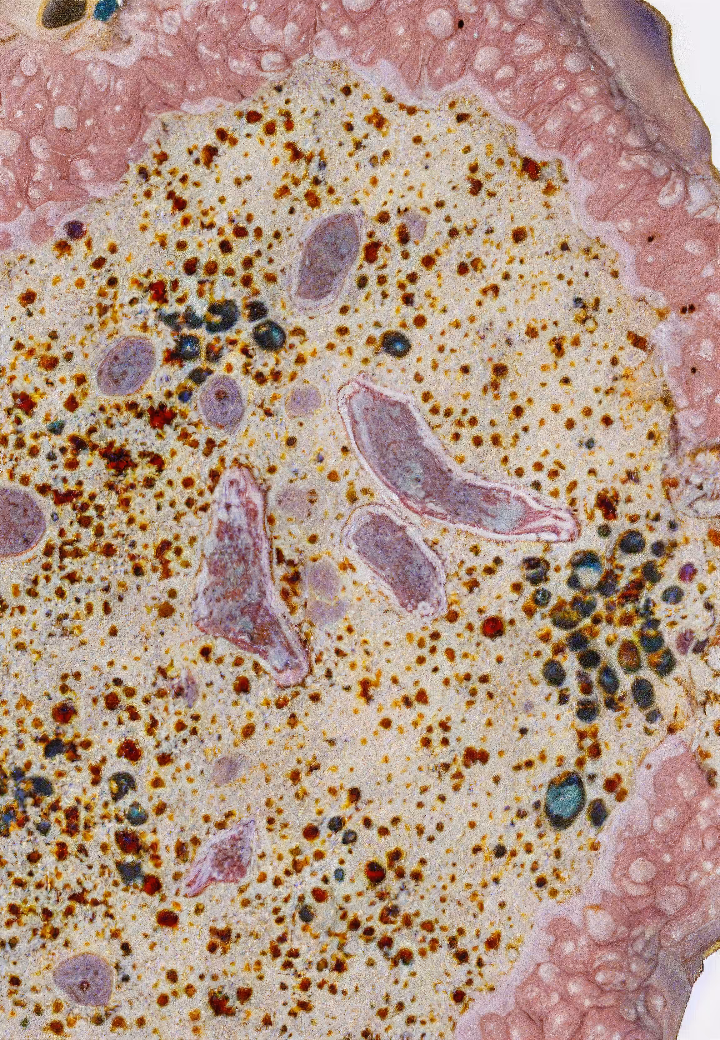 Histologia In Silico #150