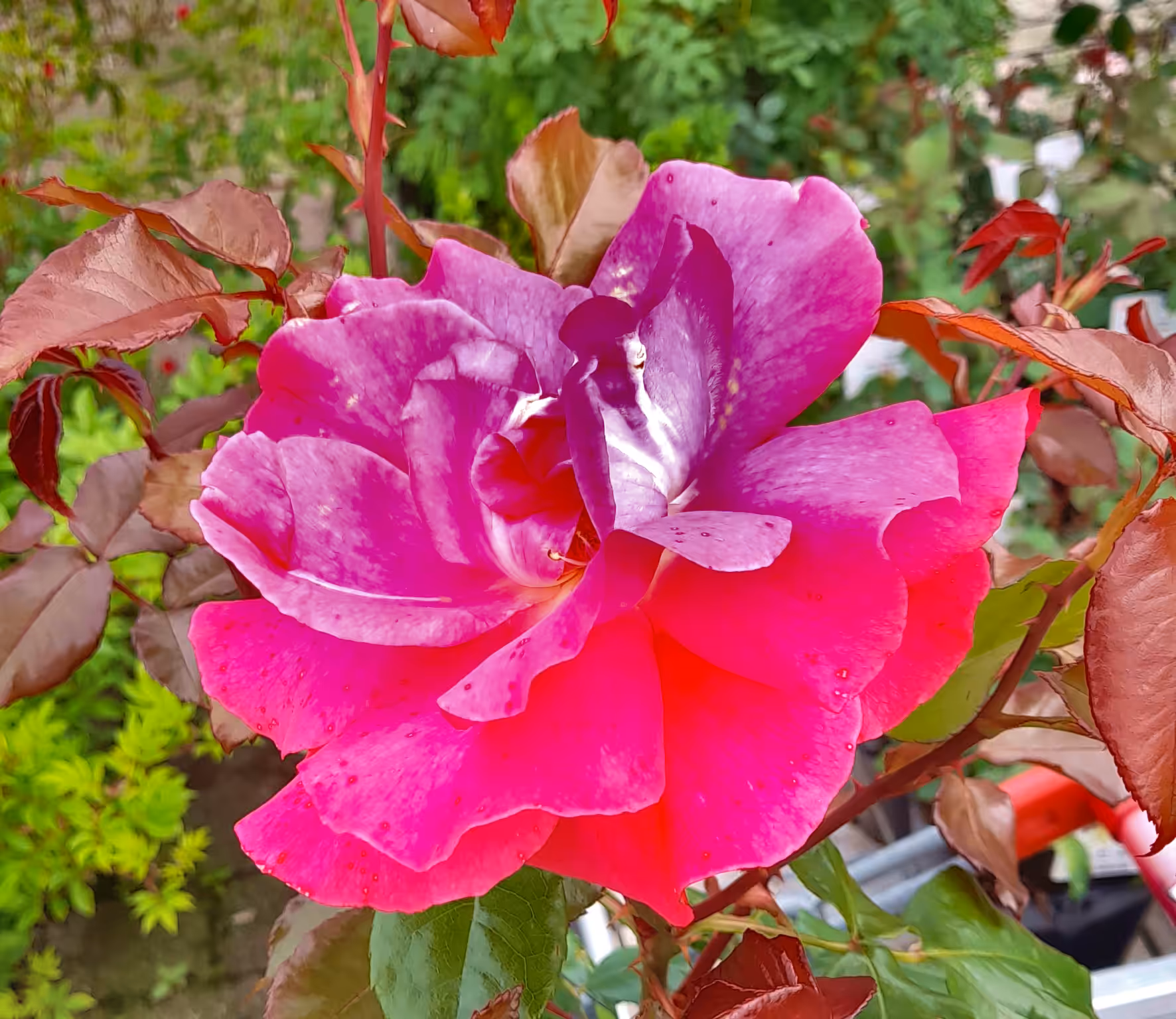 Mighty Rose no. 1