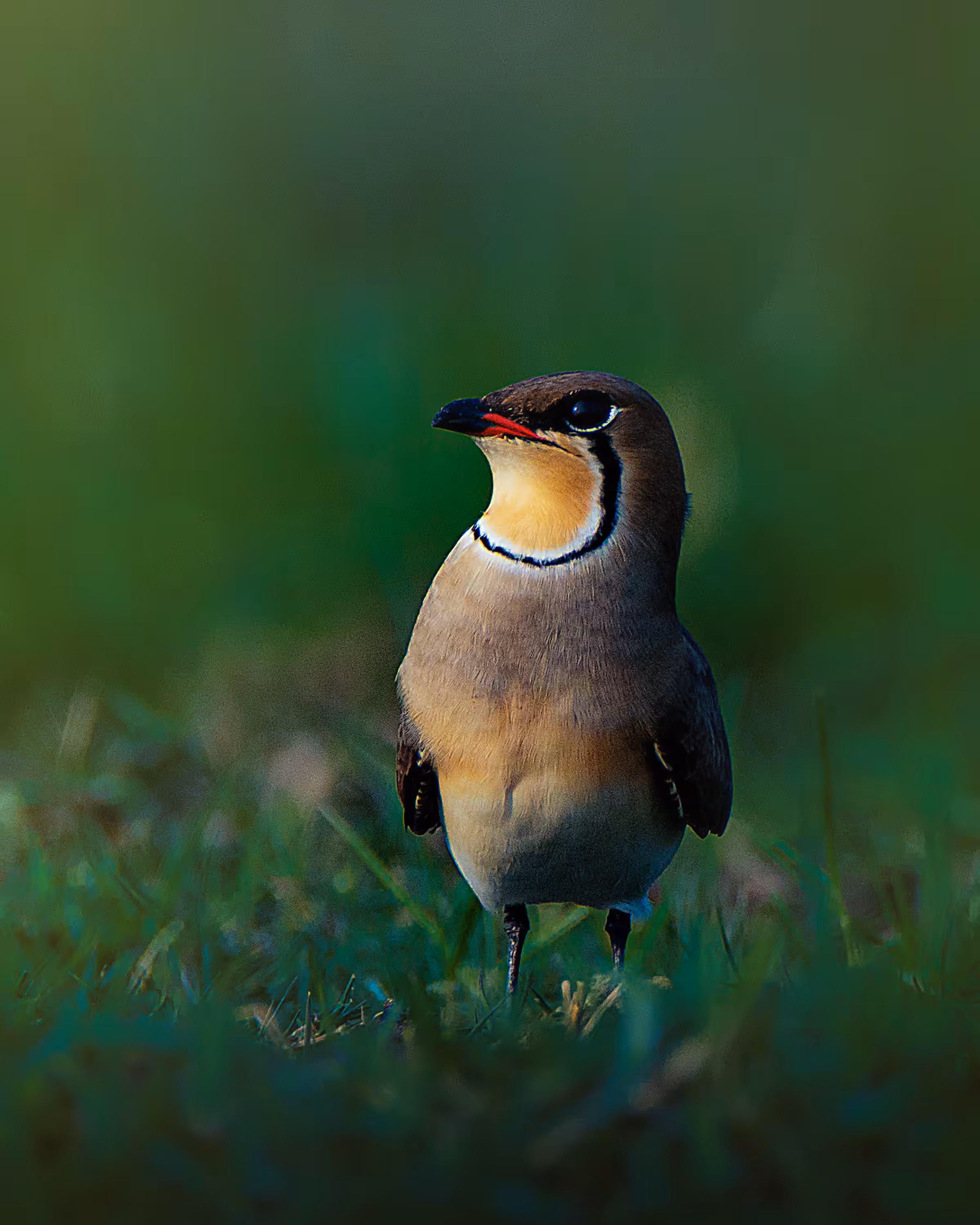 Oriental Pratincole
