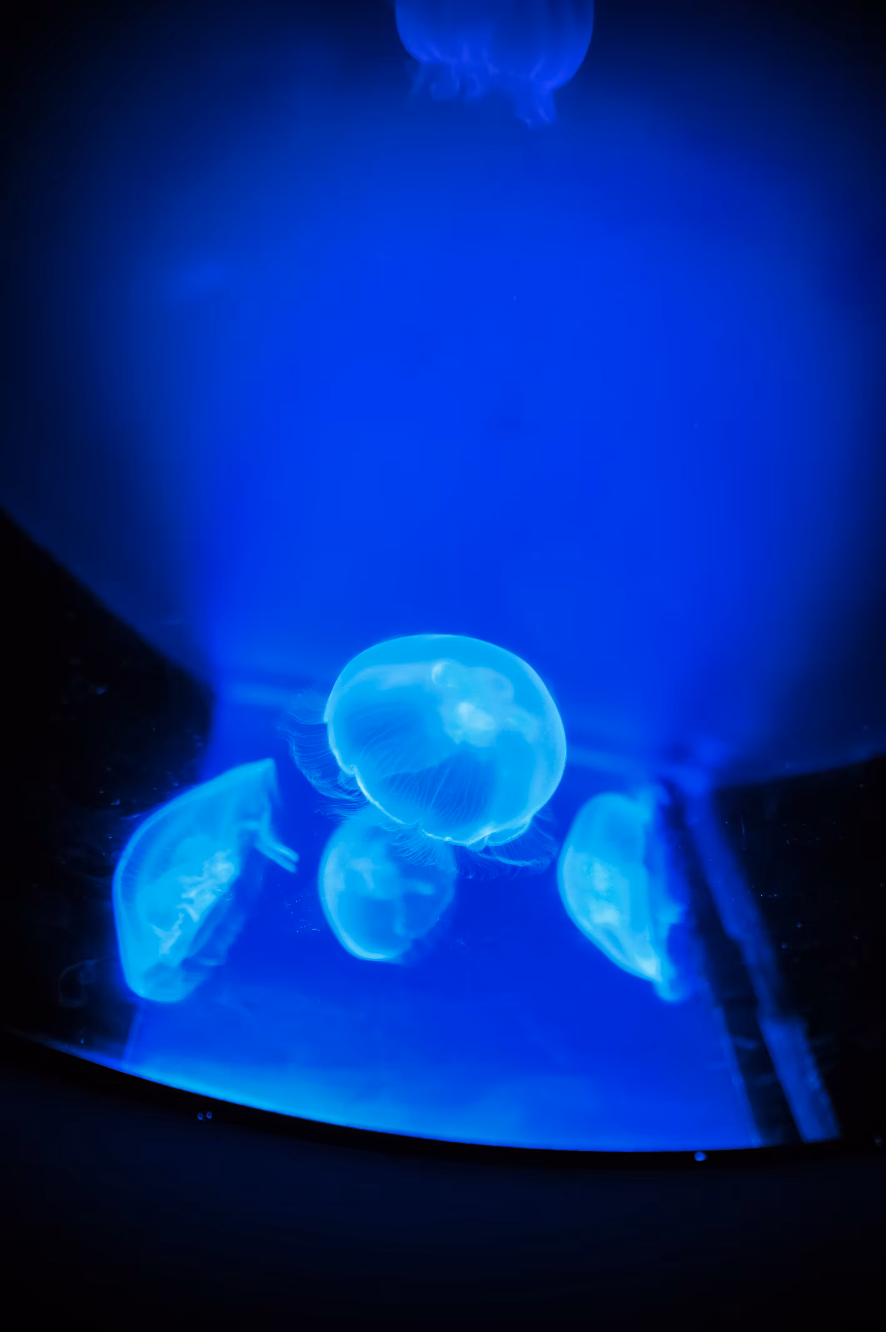 Rodeo posts: Blue...