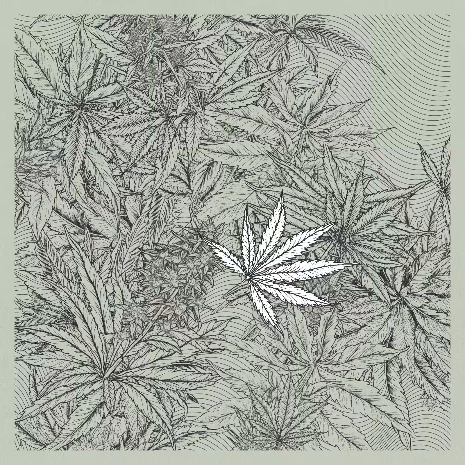zancannabis #123