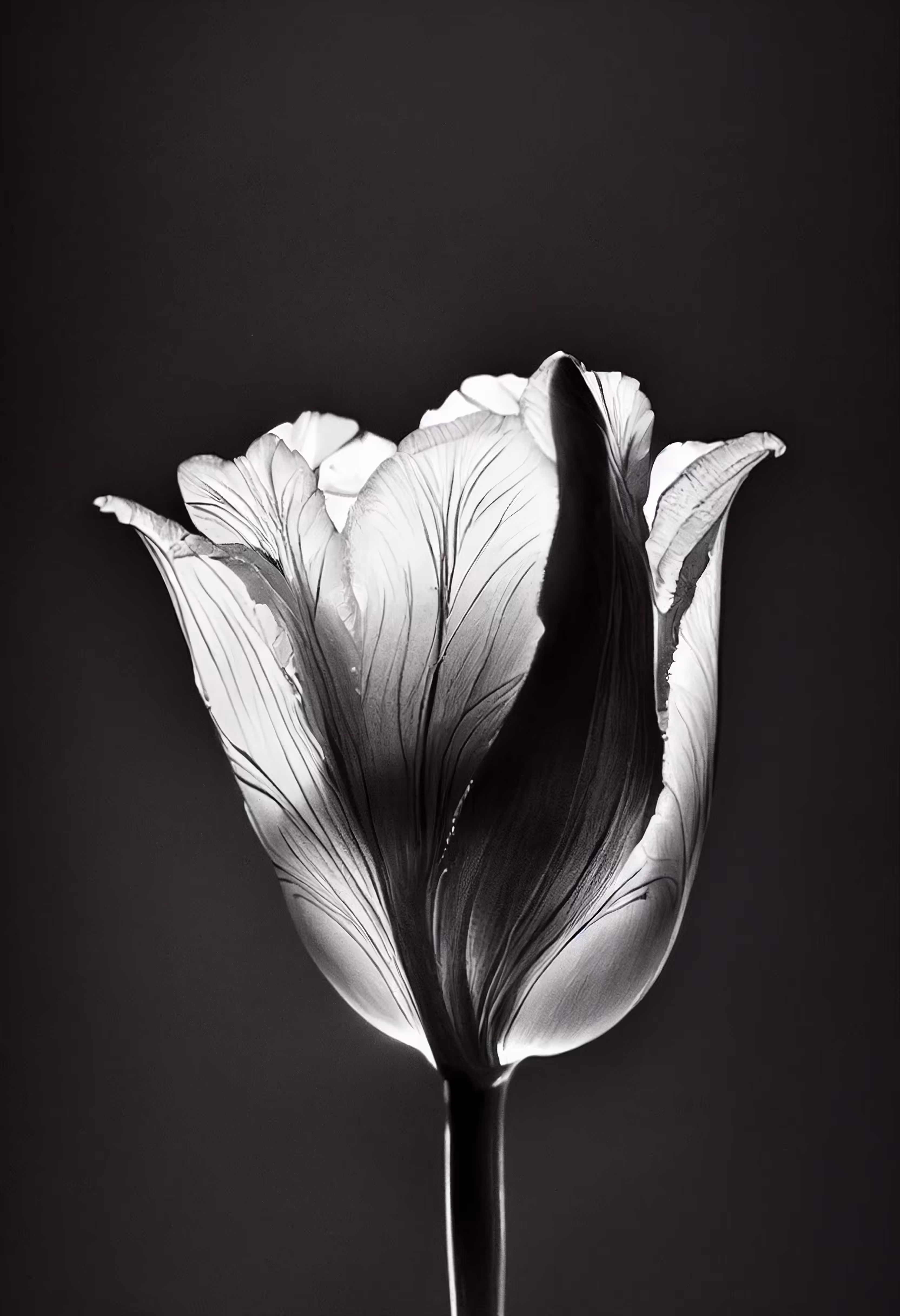 A Flower, Just For You. #184