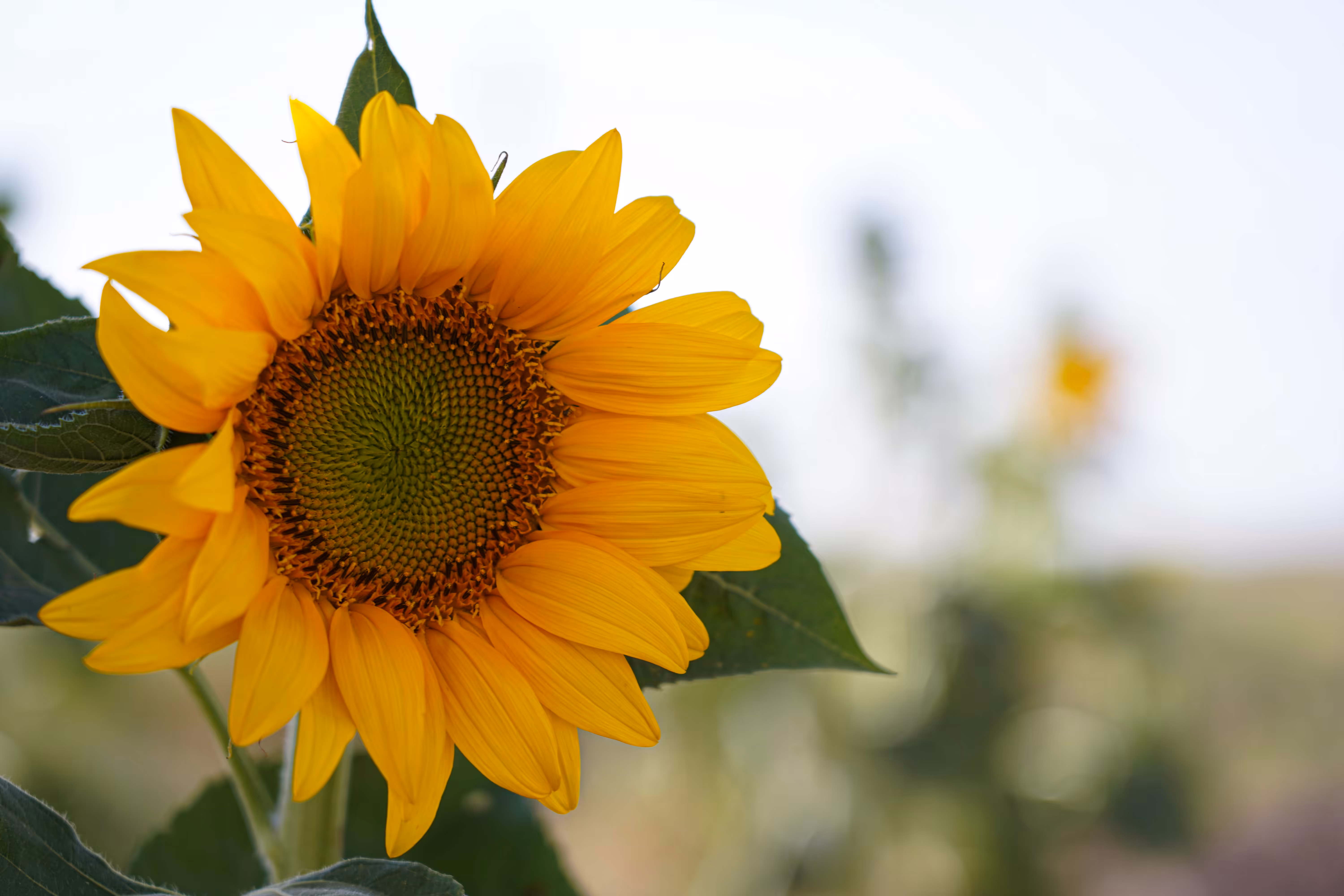 flowers: Nature's Yellow Smile